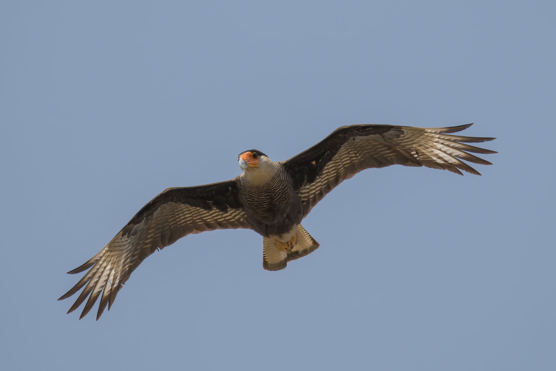 Southern crested caracara (Caracara plancus) adult in flight, t…