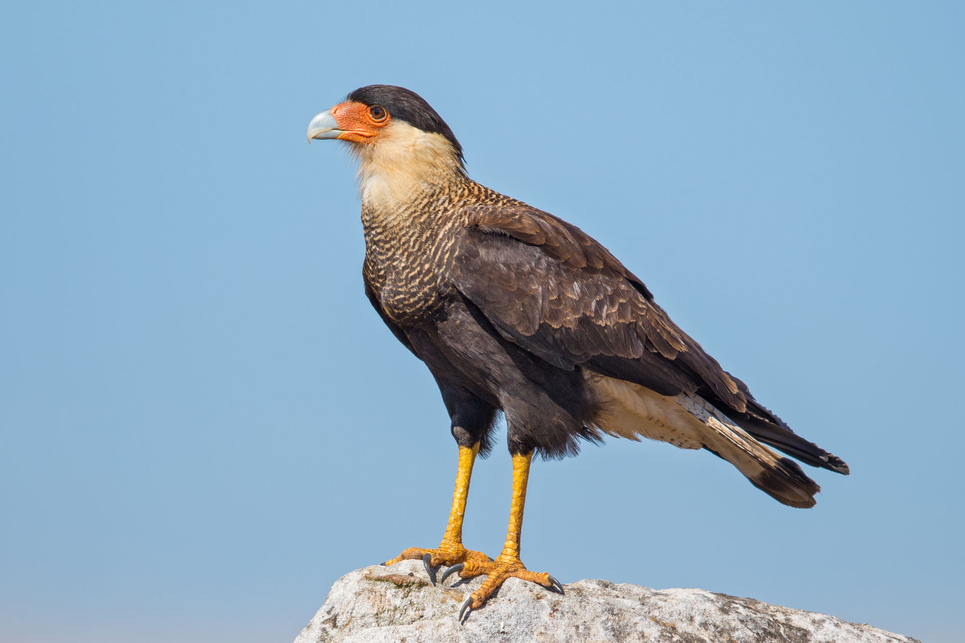 Southern crested caracara