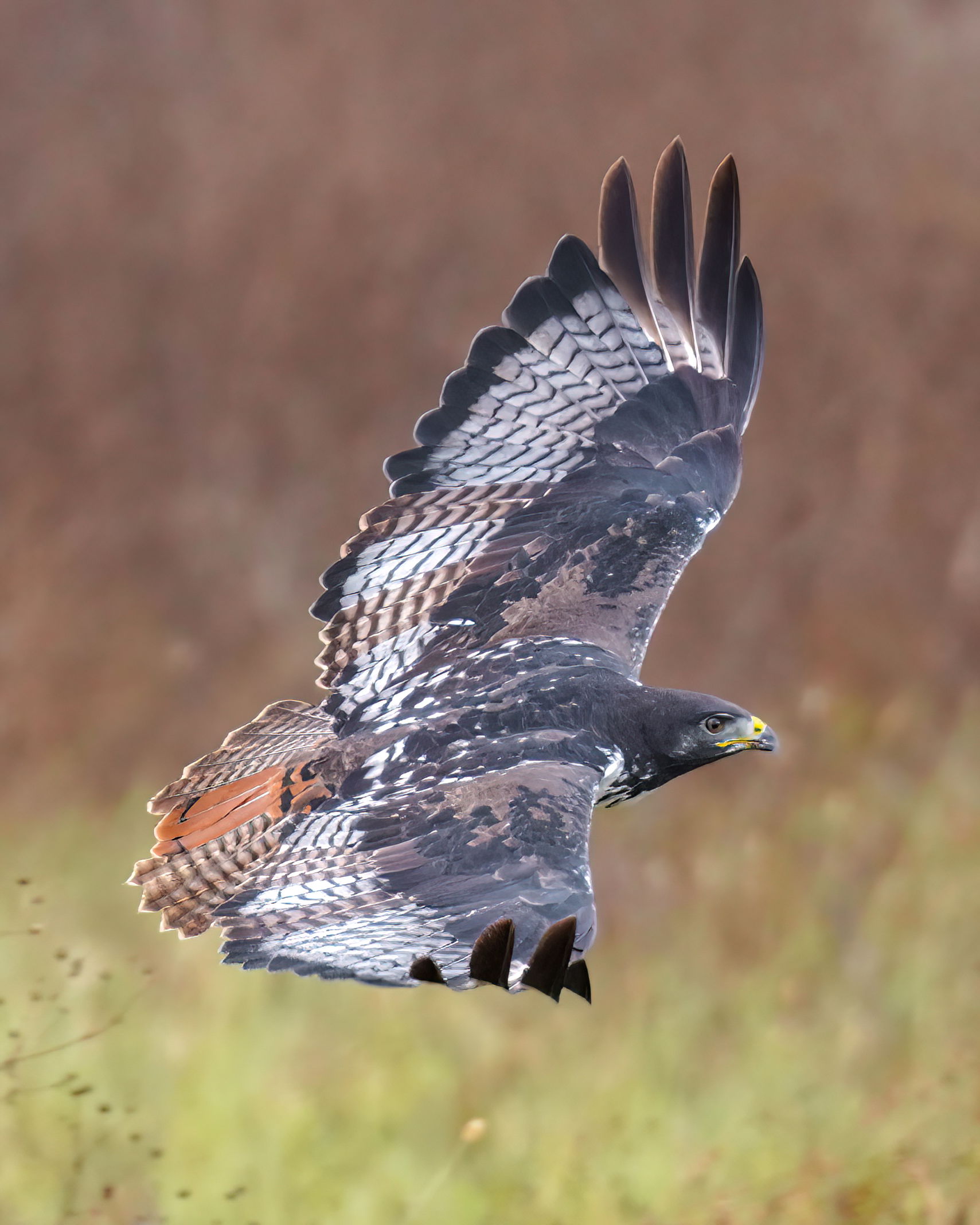 Augur buzzard in flight in the Ngorongoro Crater