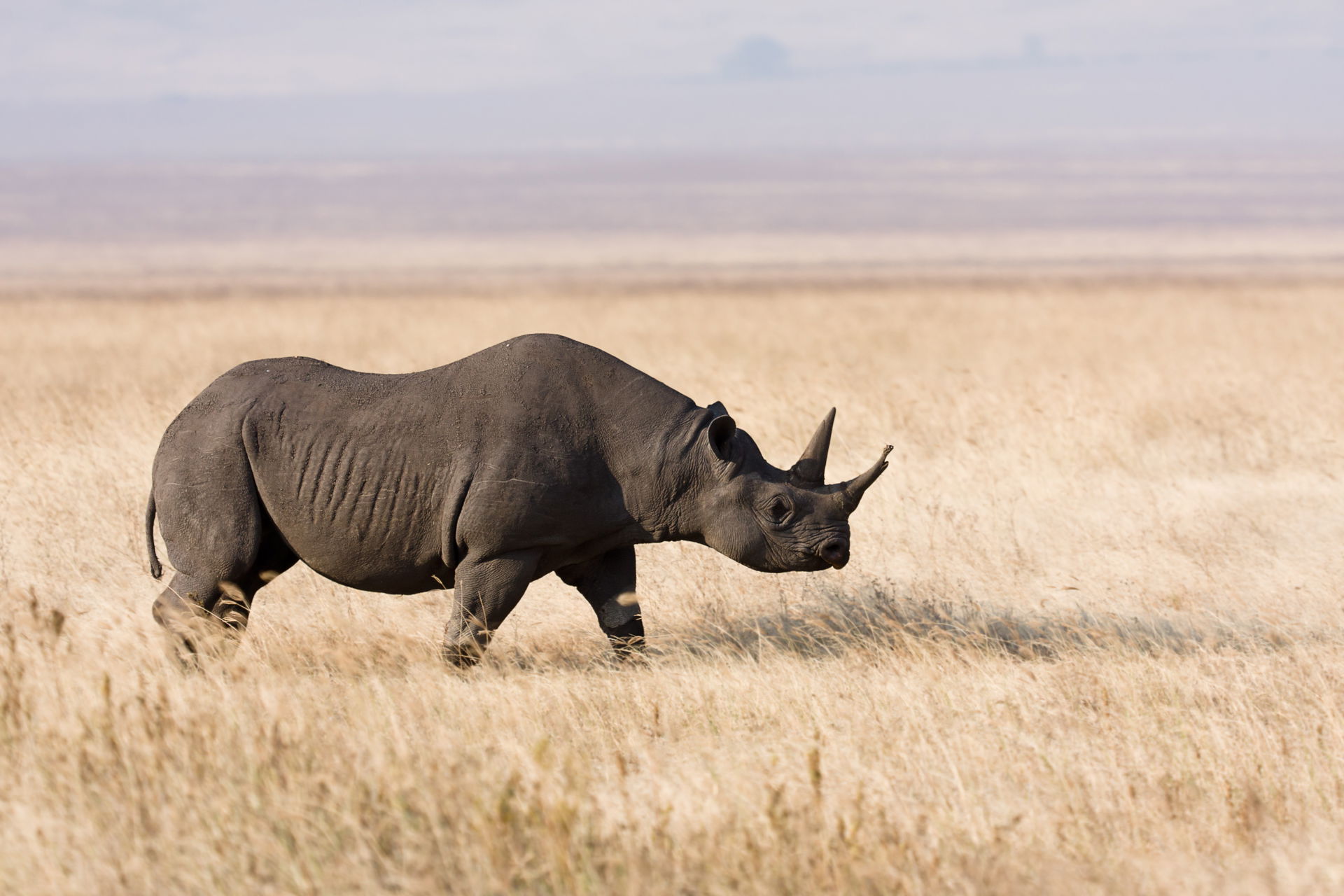 Black rhino (Diceros bicornis) in the Ngorongoro crater, Tanzan…