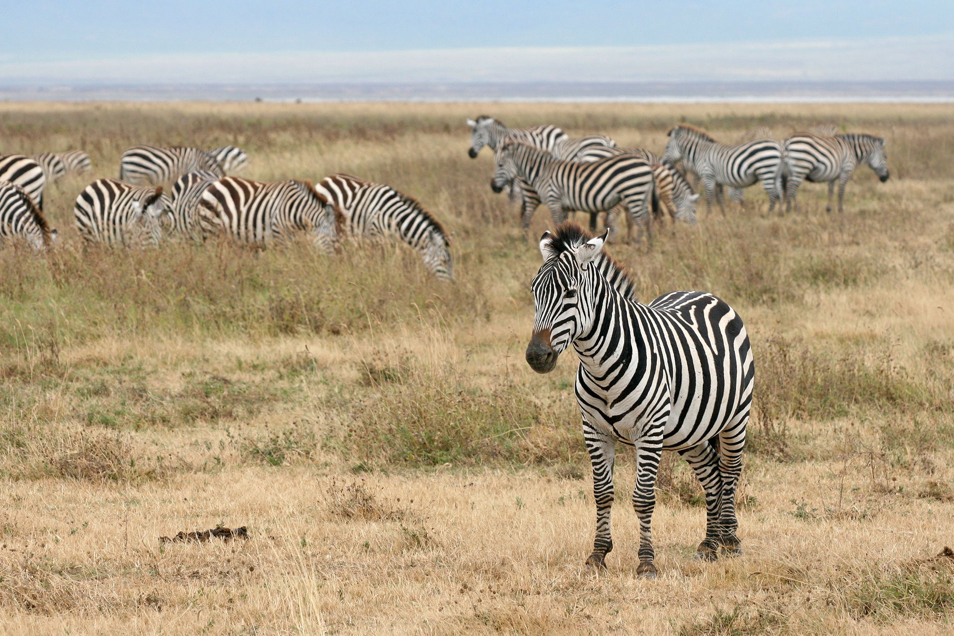 Grant's Zebras in the Ngorongoro Crater, Tanzania.