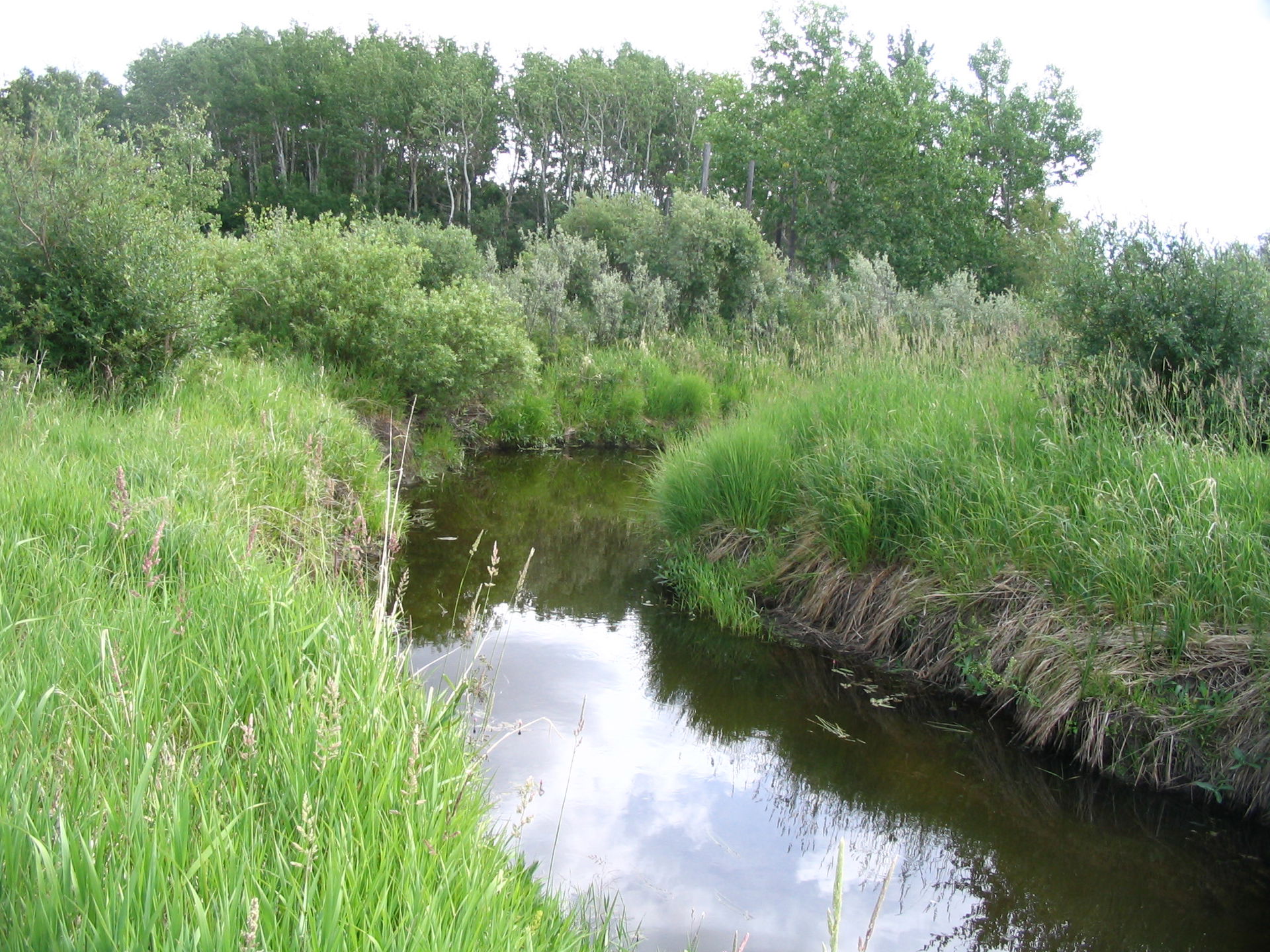 w:Dawson Creek as it enters the city (between the Dawson Creek …