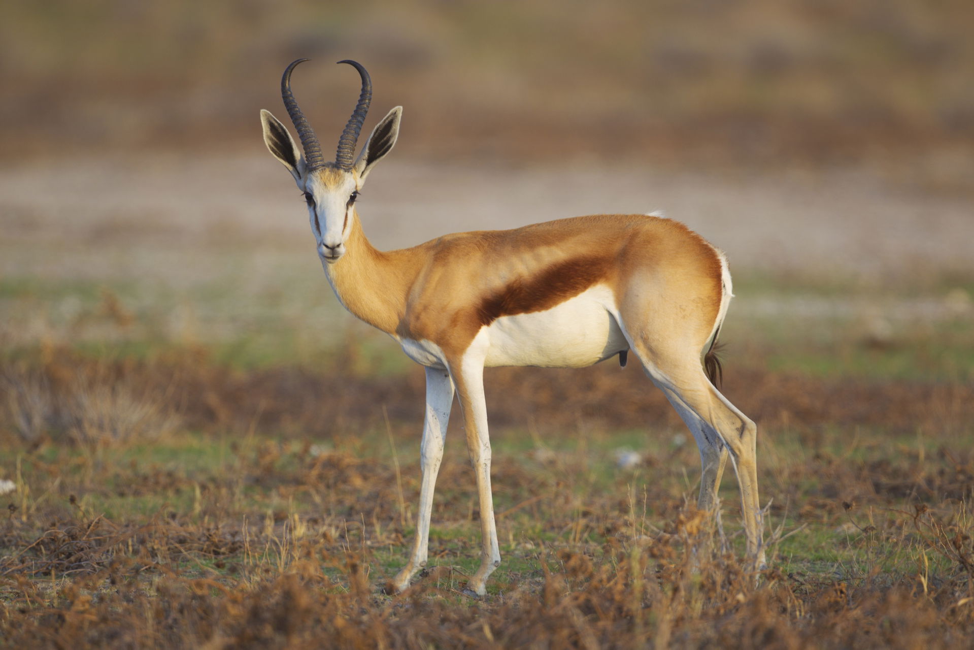Adult springbok (Antidorcas marsupialis) male in Etosha Nationa…