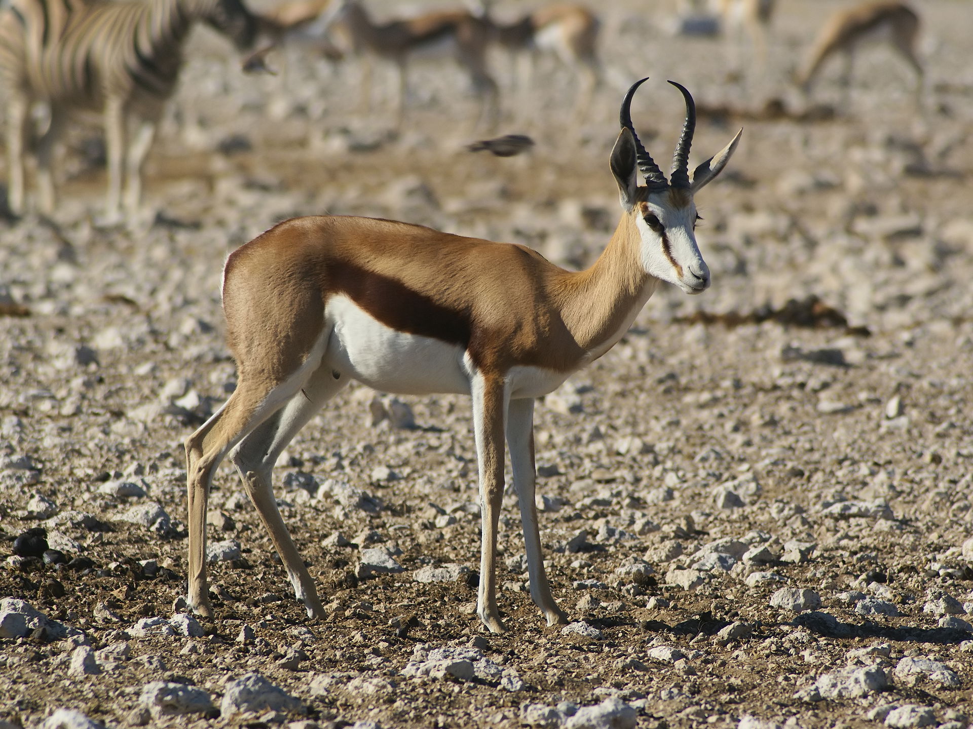Springbok in Eastern Etosha, Namibia.