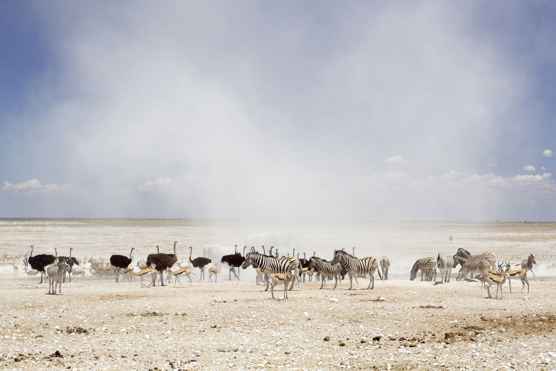 Dust cloud at the Nebrownii waterhole in Etosha National Park
