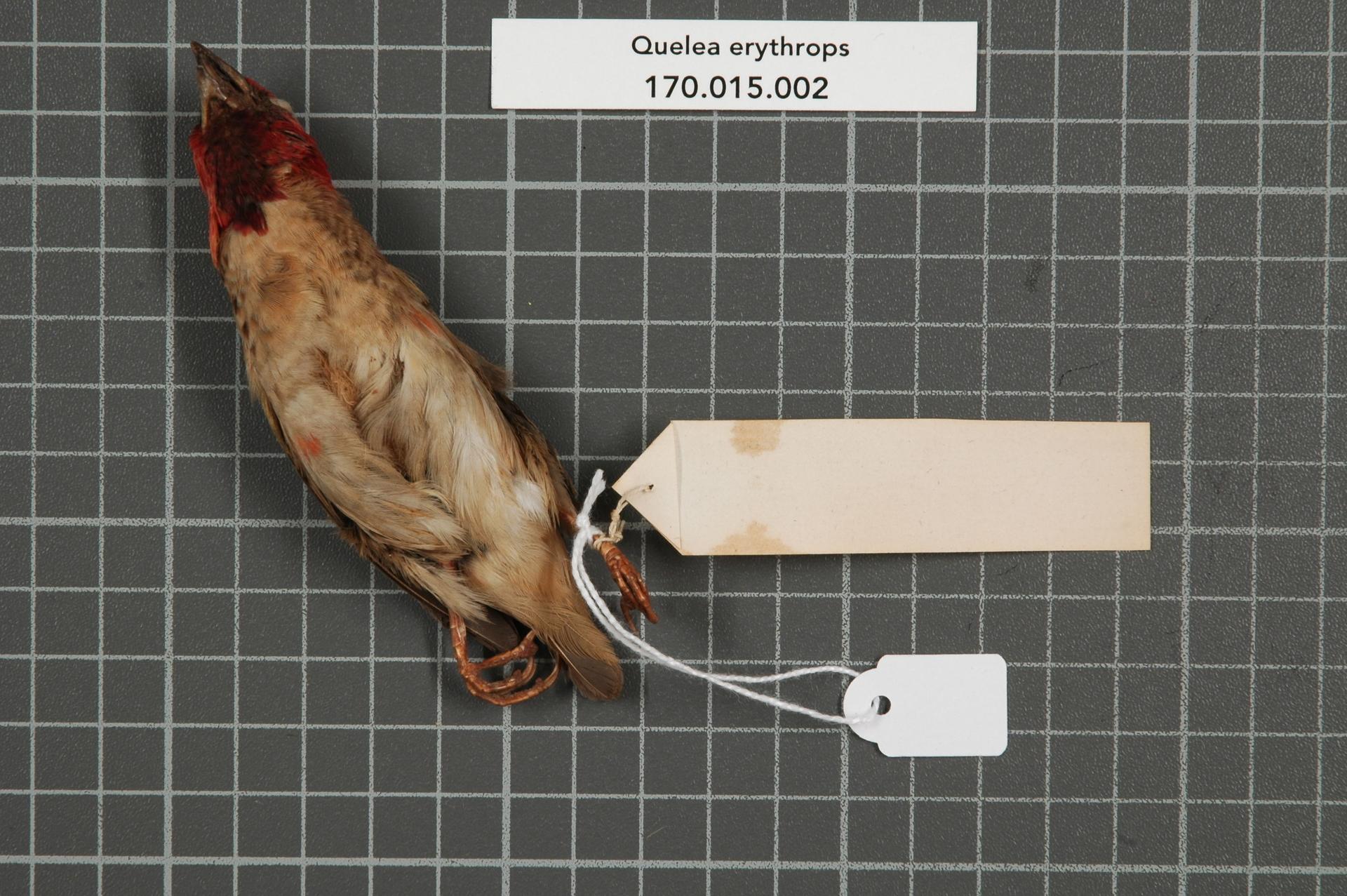 Quelea erythrops (Hartlaub, 1848)