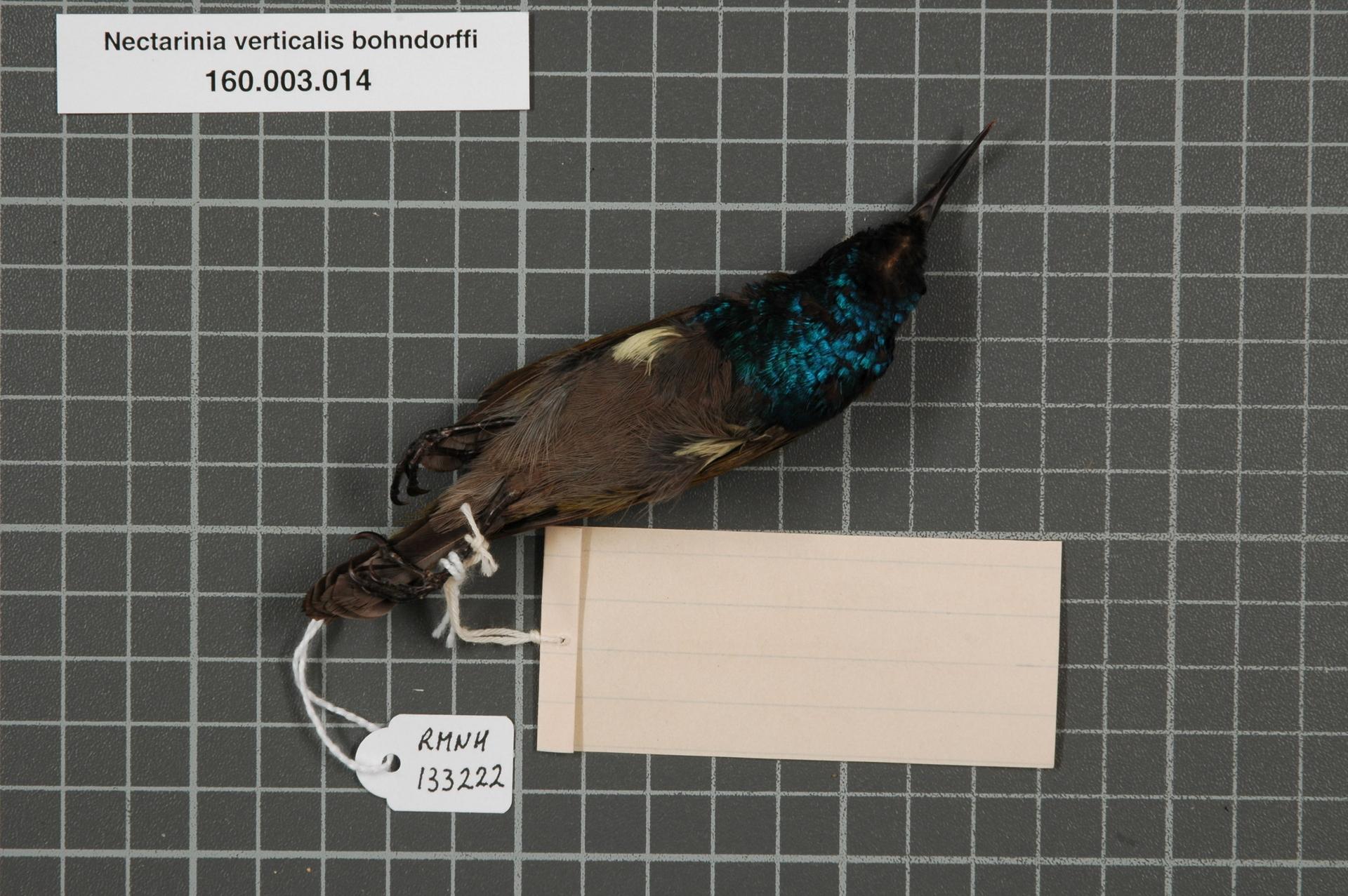 Nectarinia verticalis bohndorffi (Reichenow, 1887)
