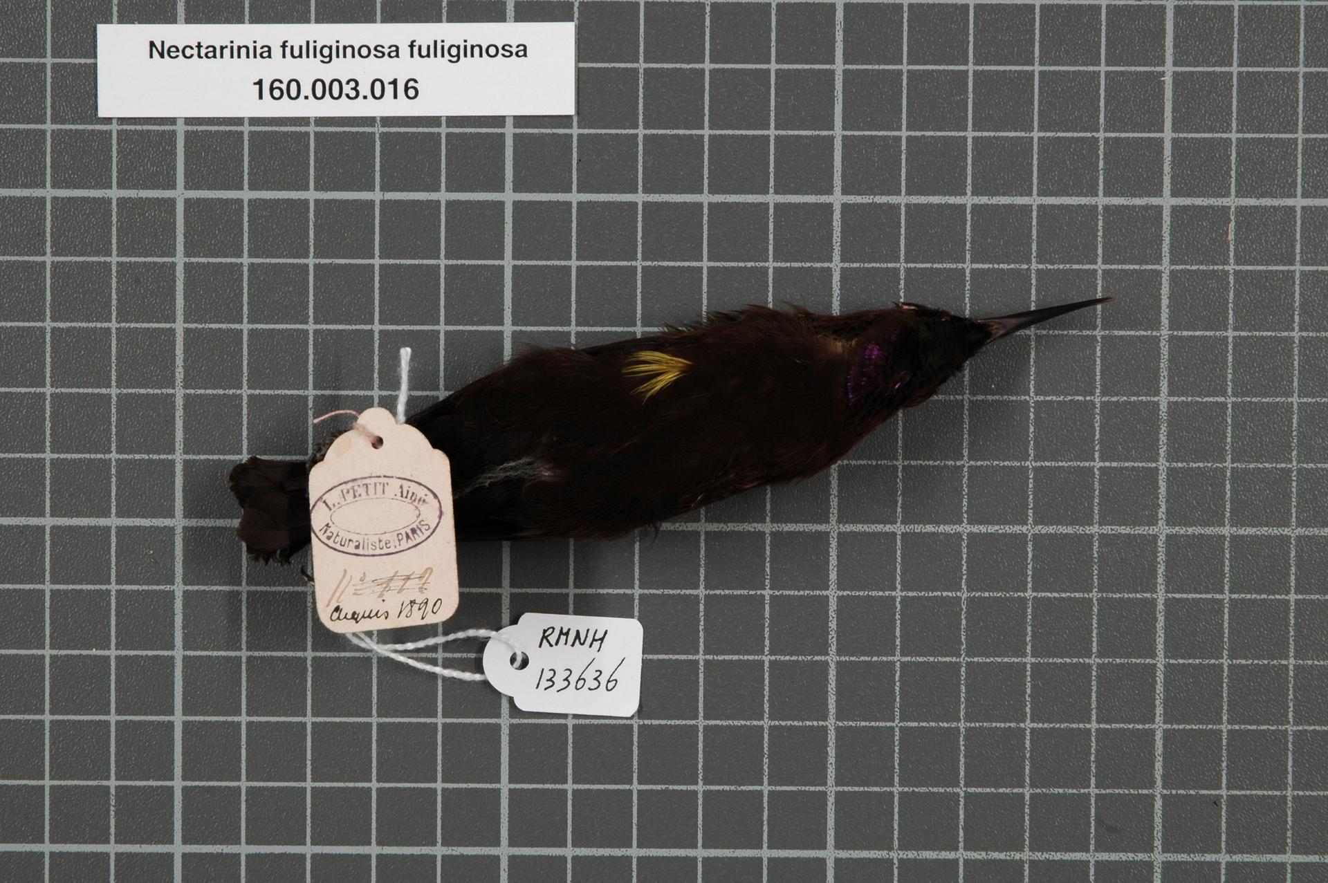 Nectarinia fuliginosa fuliginosa (Shaw, 1812)