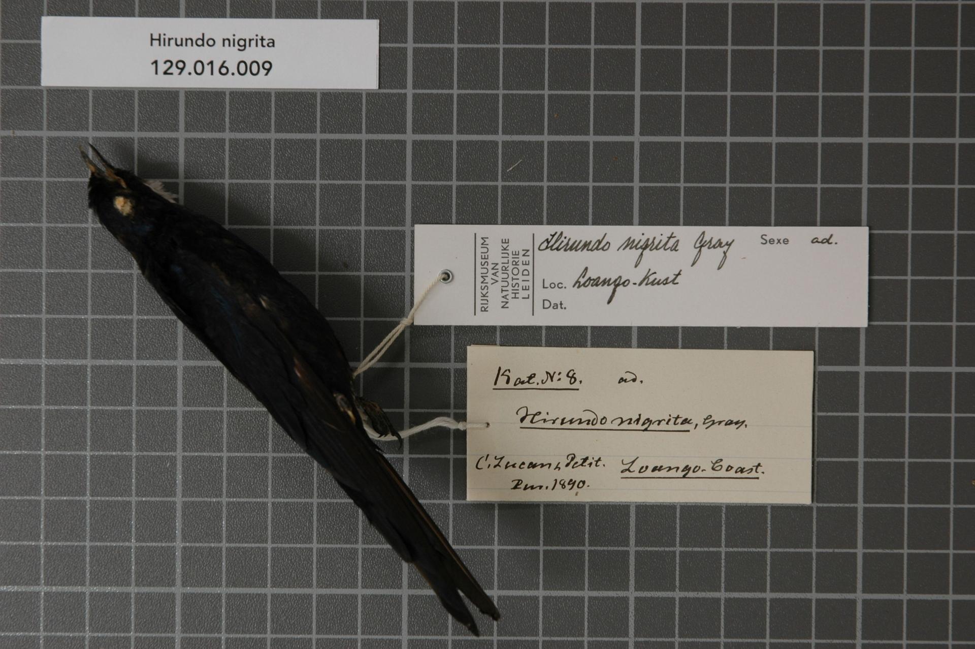 Hirundo nigrita Gray, 1844