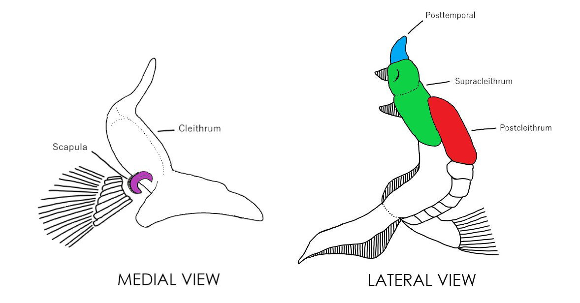 Lateral and ventral views of Lepisosteidae pectoral girdle.