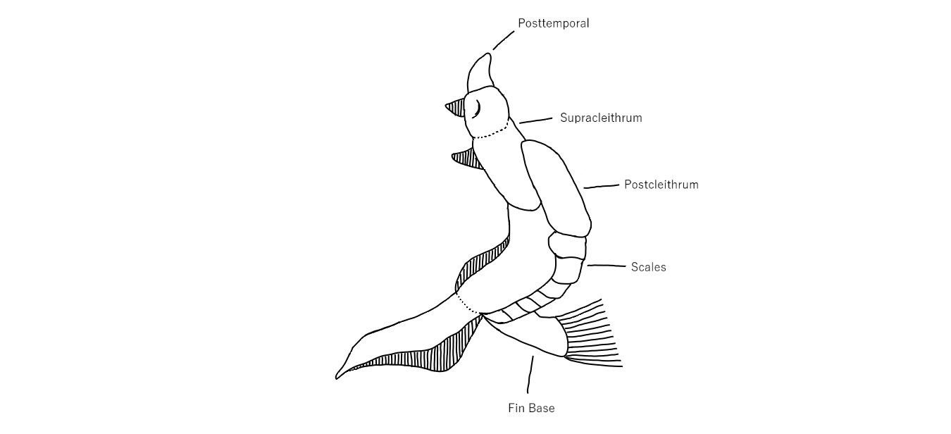 Lateral view of the Lepisosteidae pectoral girdle