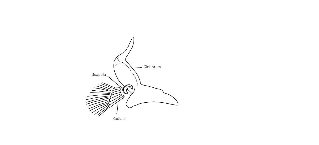 Medial view of the Lepisosteidae pectoral girdle