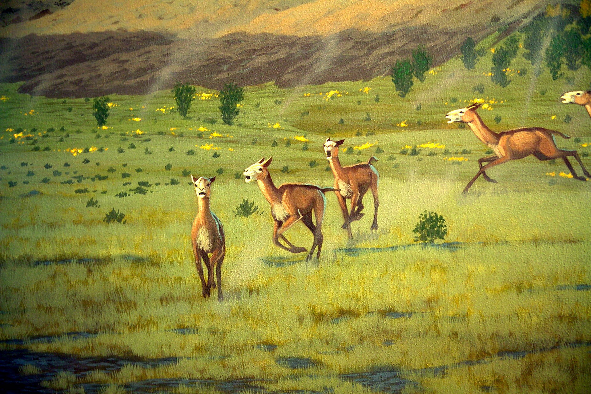 Hemiauchenia cf. Vera, a long-necked camel
Keywords: hemiauchen…