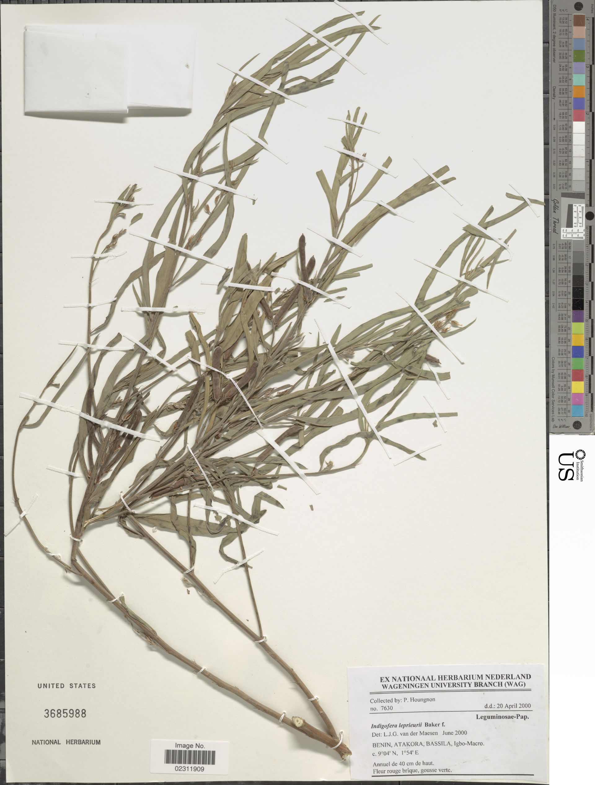 *Indigofera leprieurii Baker f.
Object Details
Biogeographical …