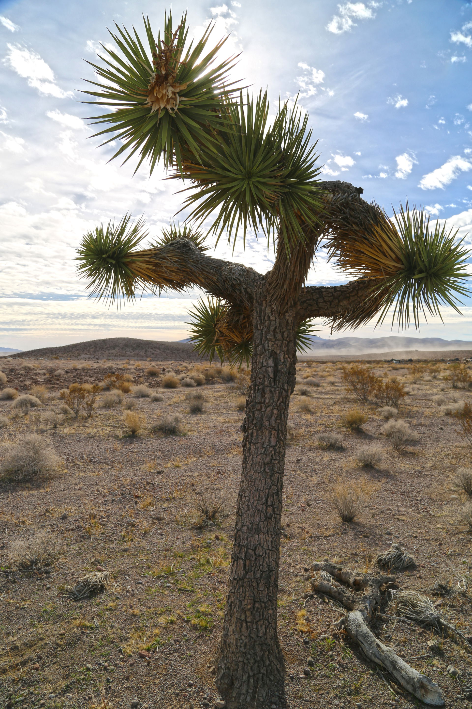 The Yucca Brevifolia, more commonly known as the Joshua Tree st…