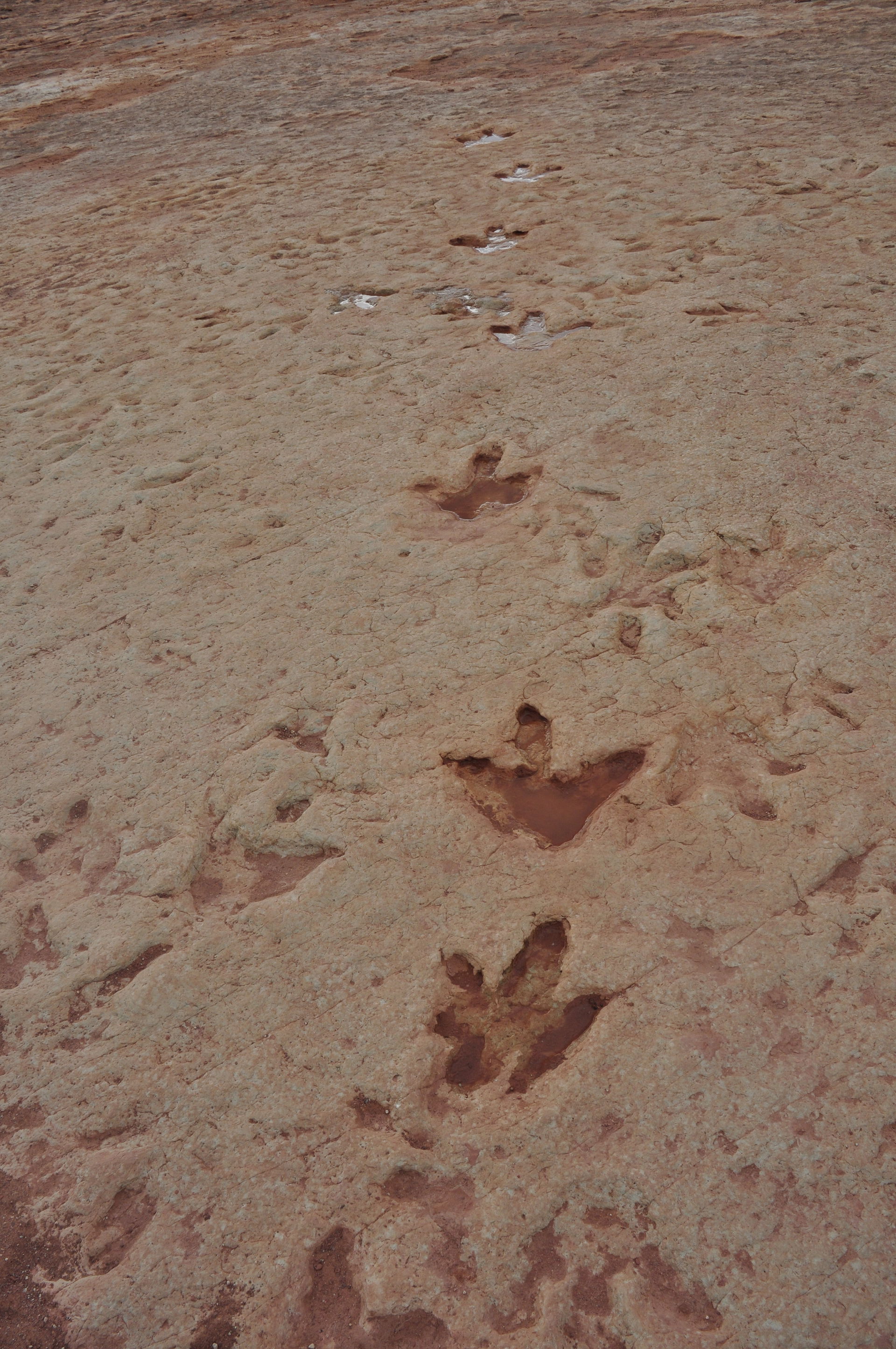 Dinosaur tracks at the site near Tuba City, Arizona - one set o…
