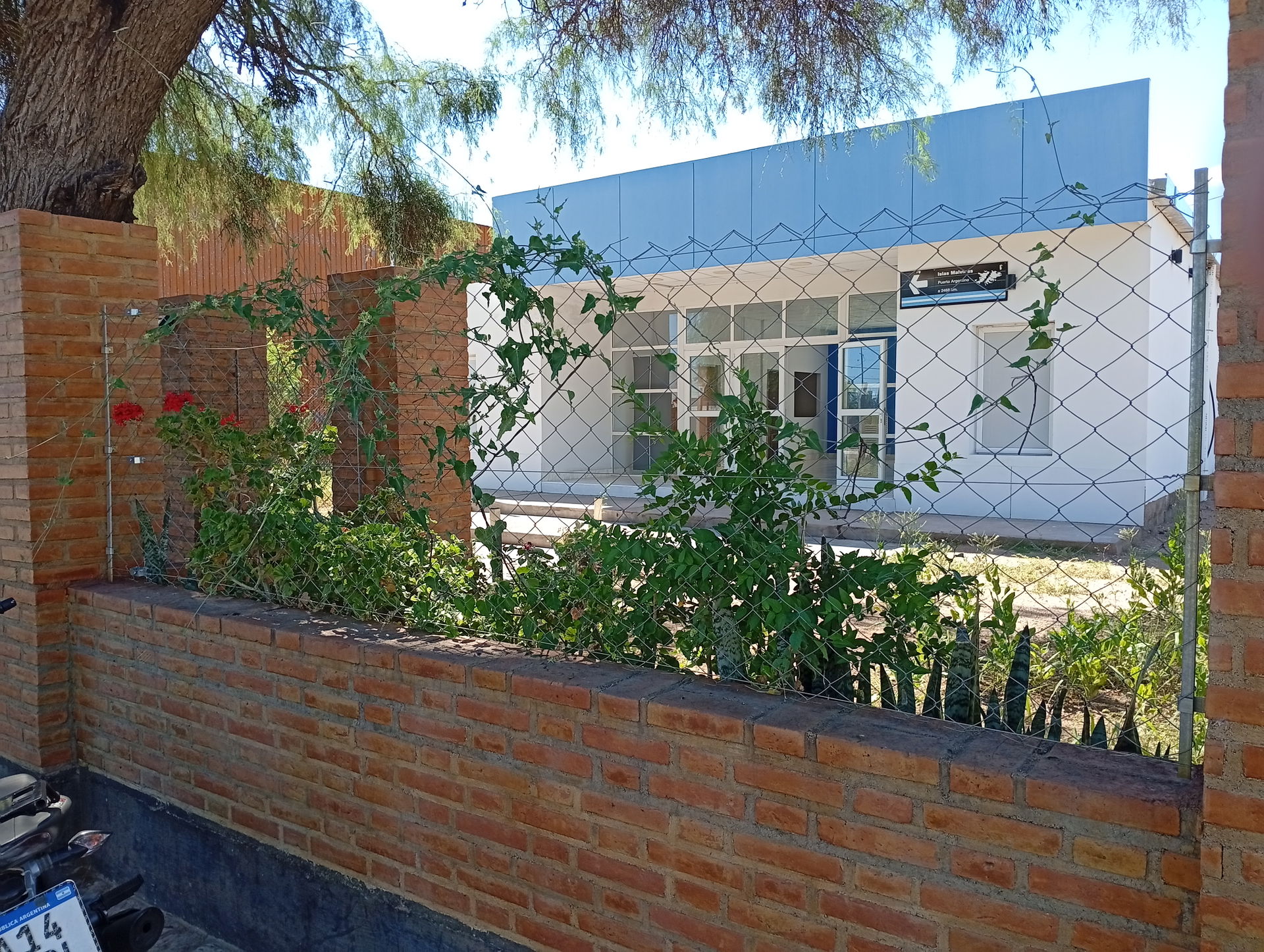 Planta trepadora denominada "doca"; la misma está creciendo en …