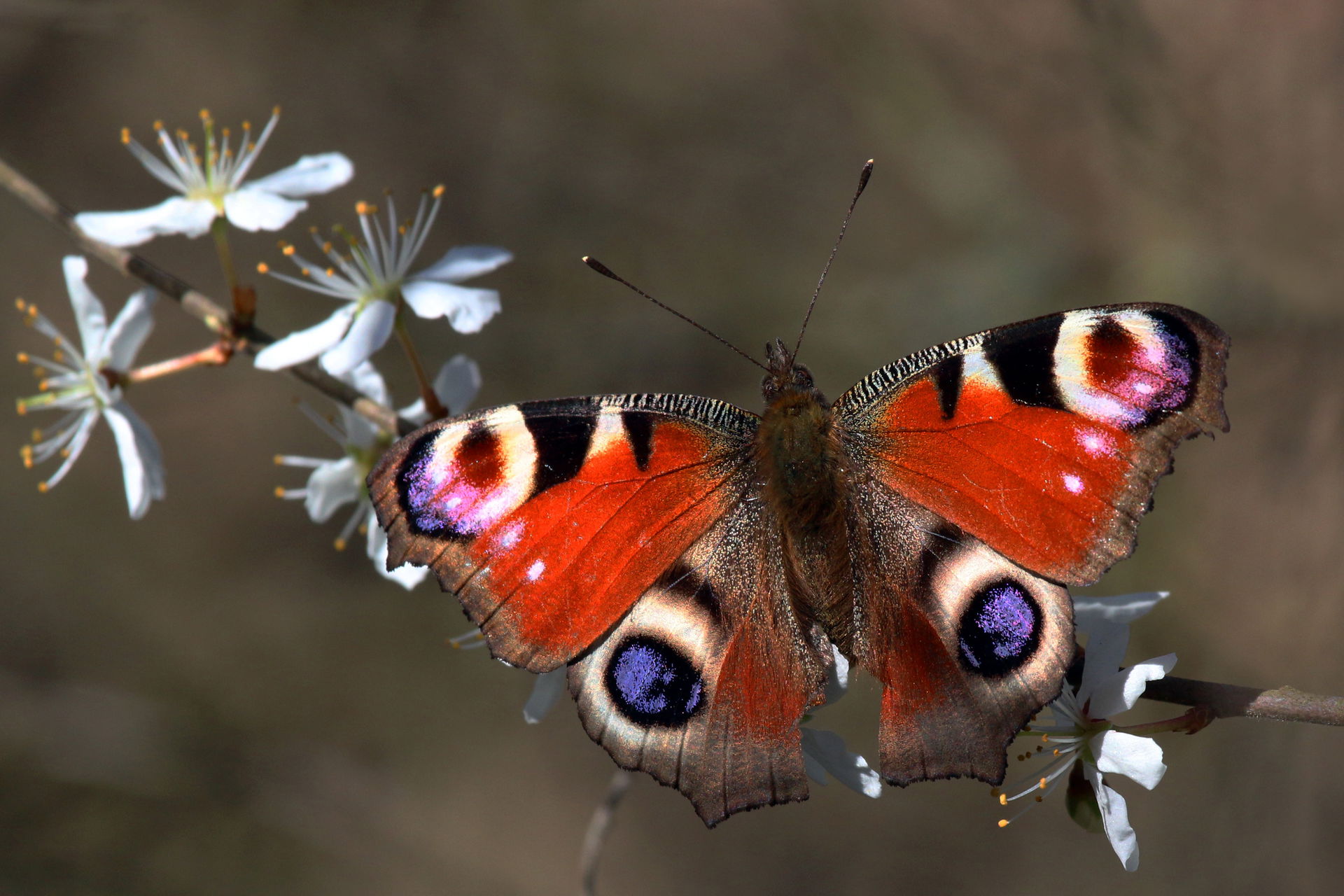 Peacock butterfly (Aglais io) on blackthorn (Prunus spinosa) Ot…