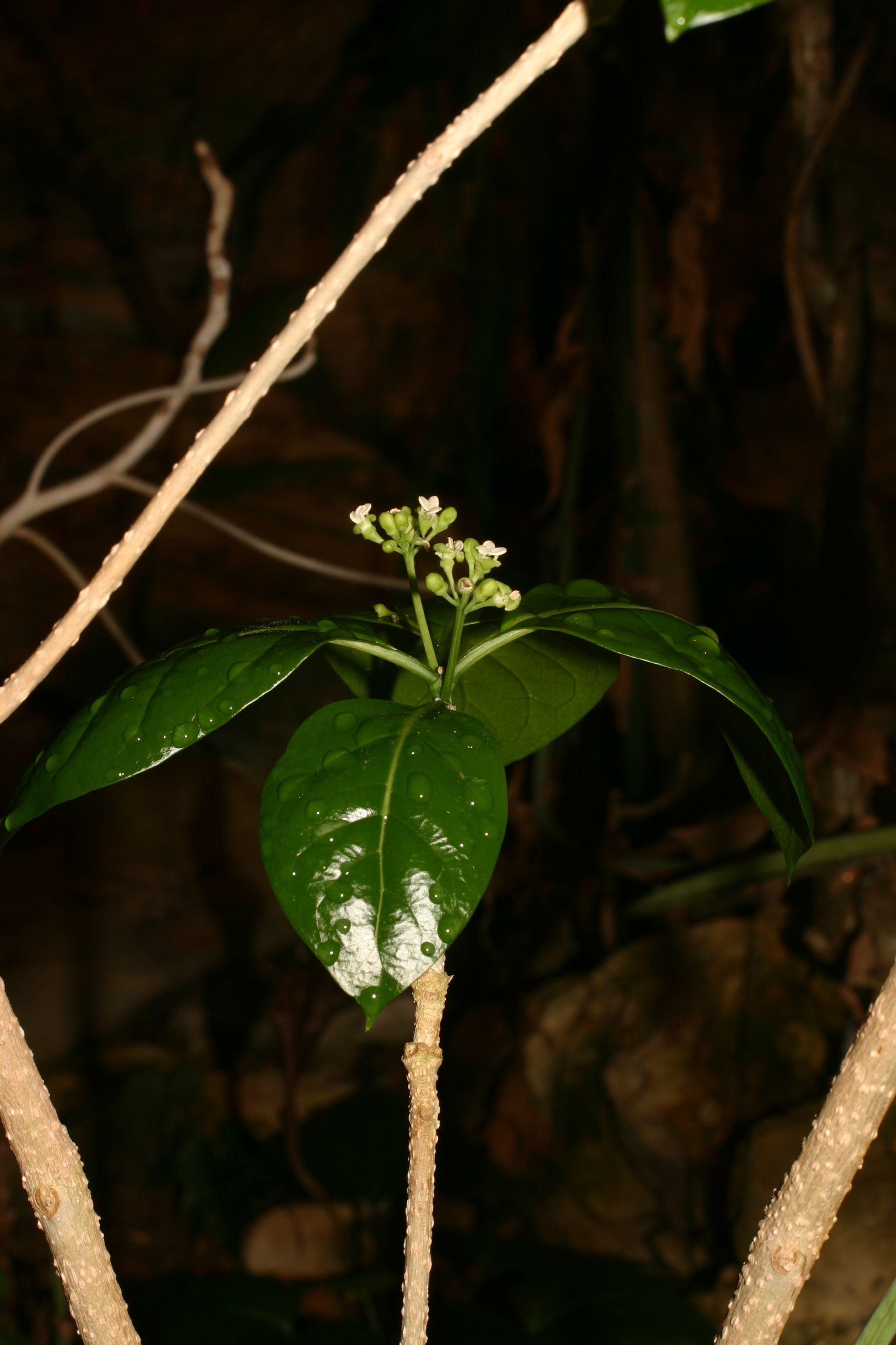 Inflorescence with male flowers of Grevea madagascariensis Bail…