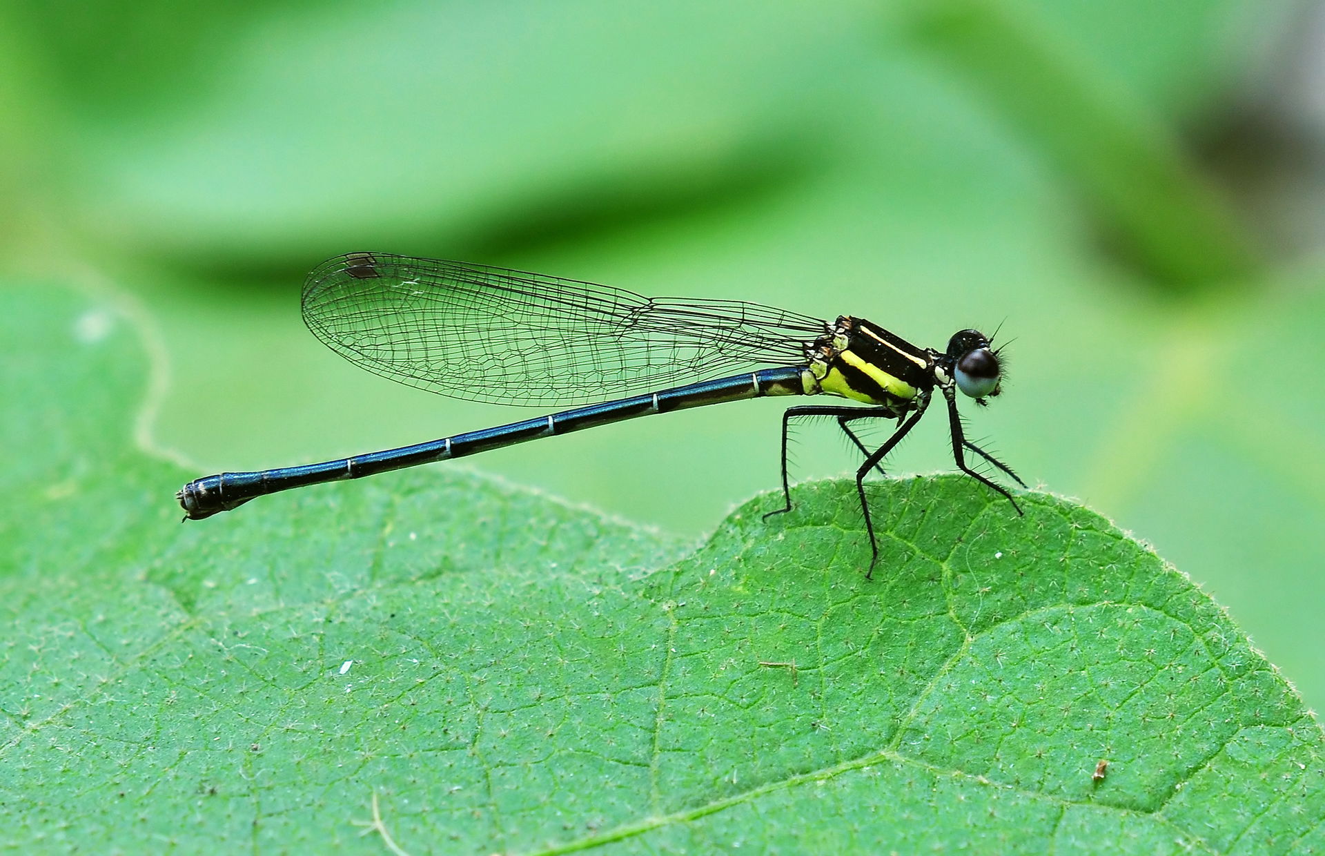 Onychargia atrocyana female. A medium sized (Abdomen 30mm and h…