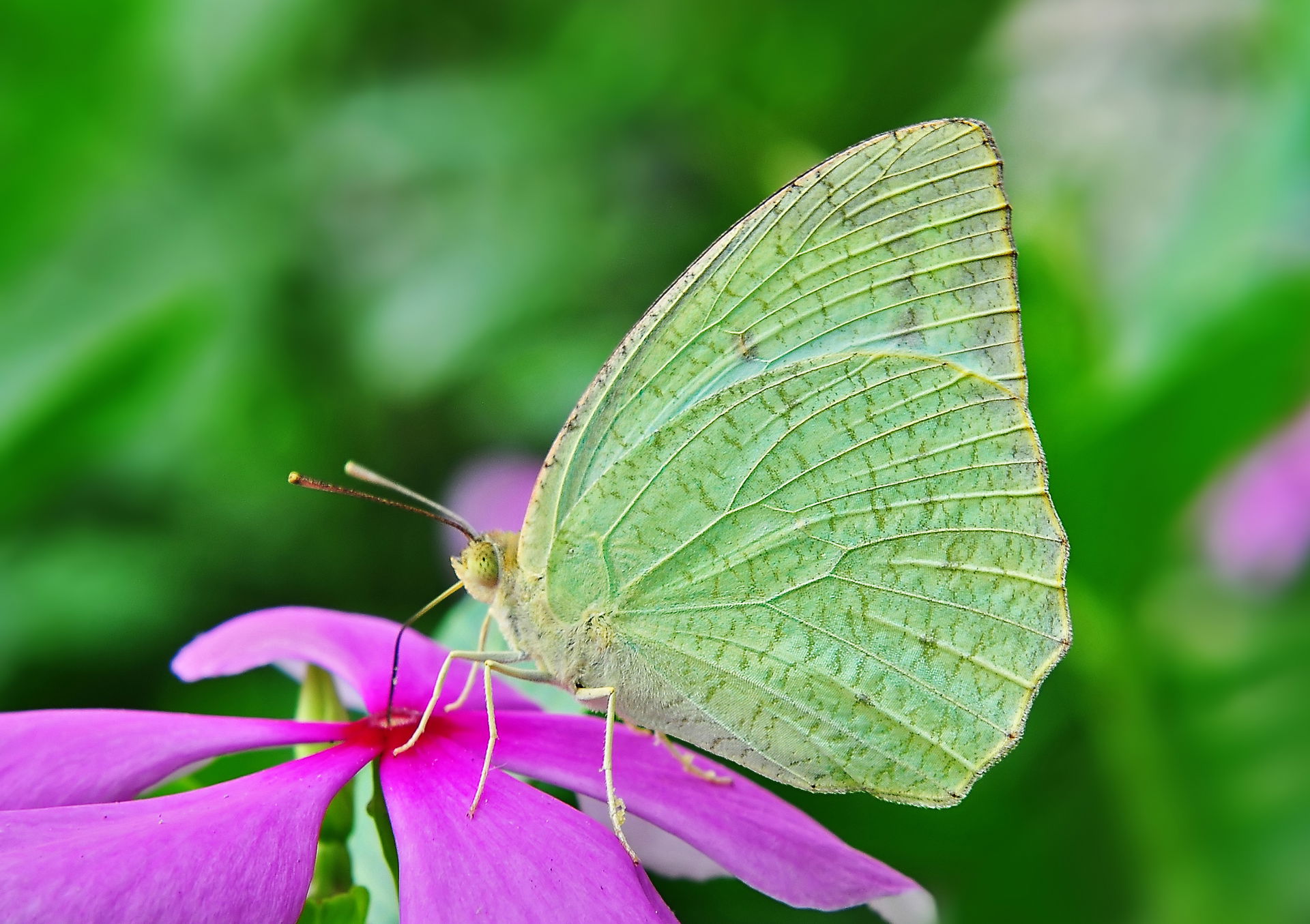 The Mottled Emigrant, Catopsilia pyranthe (male), is a medium s…
