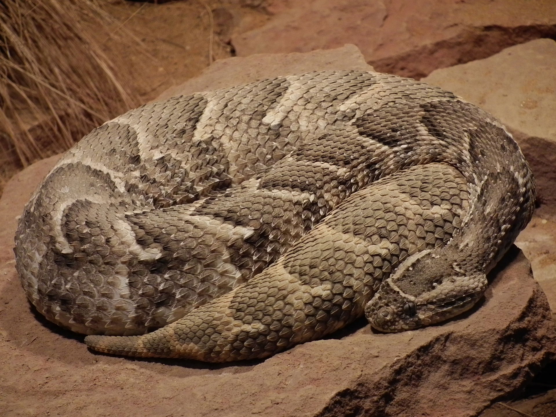 Puffotter (Bitis arietans) im Vivarium Darmstadt (Hessen, Deuts…