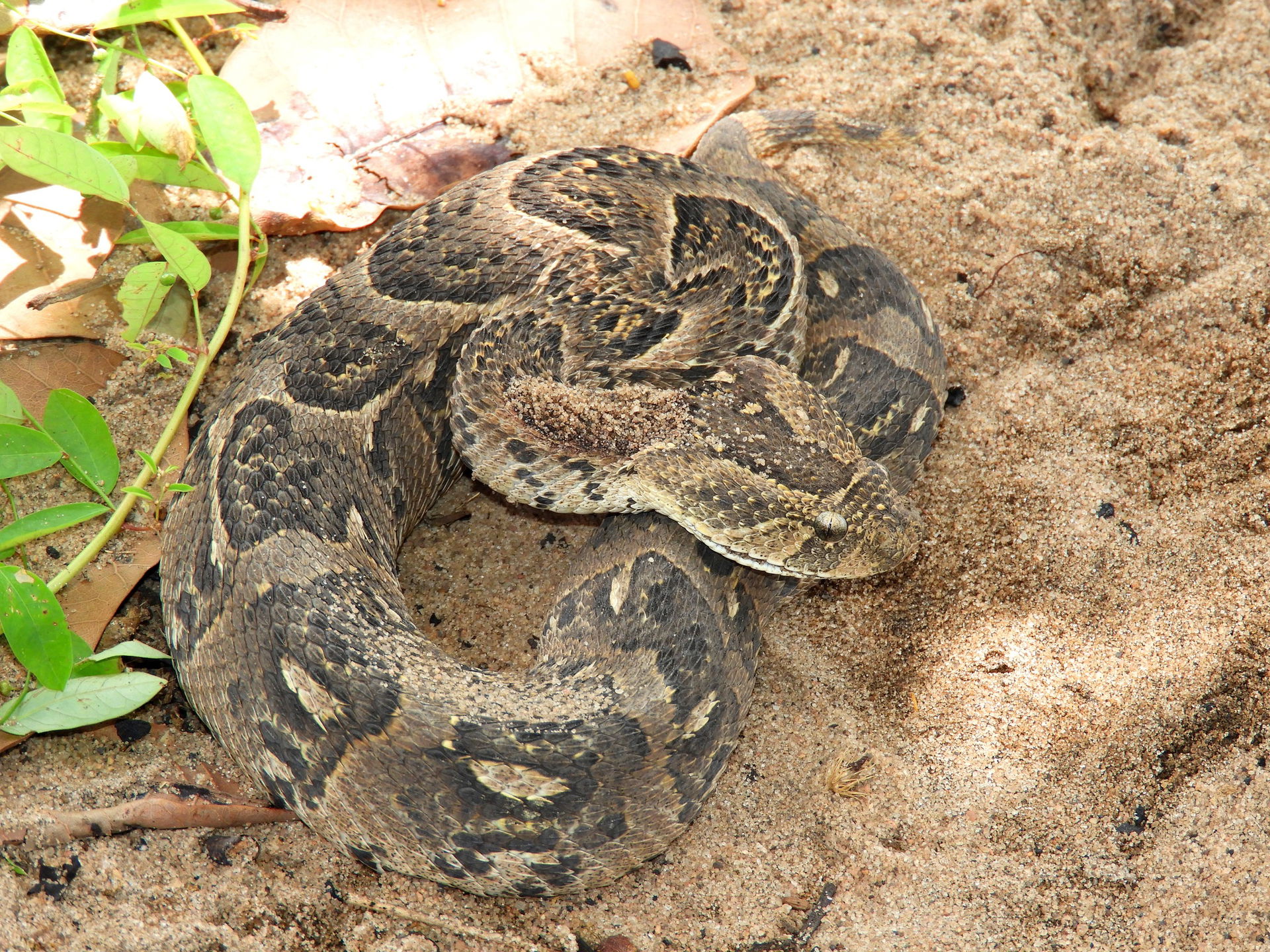 Puff Adder (Bitis arietans)