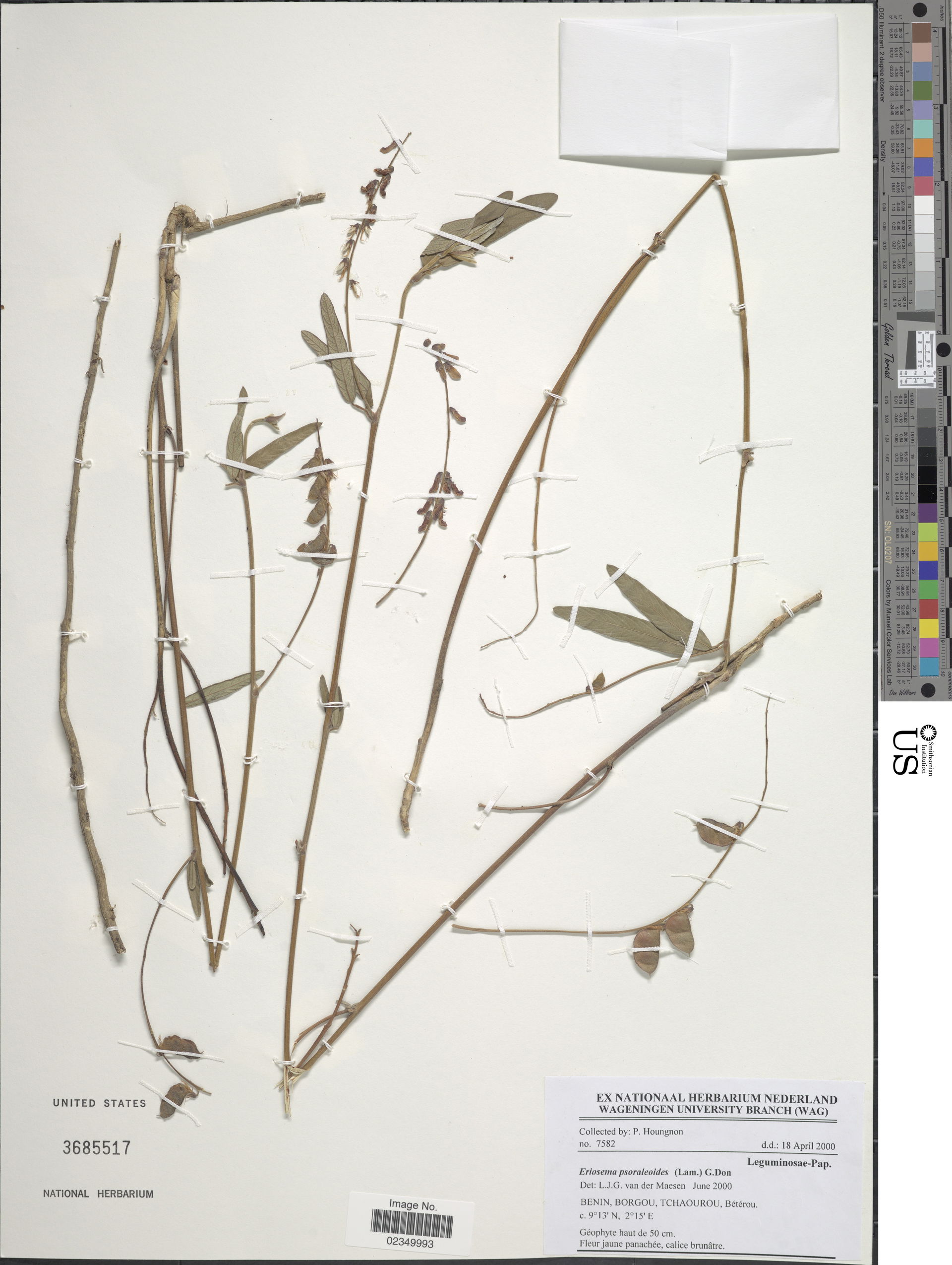 *Eriosema psoraloides (Lam.) G. Don
Object Details
Biogeographi…