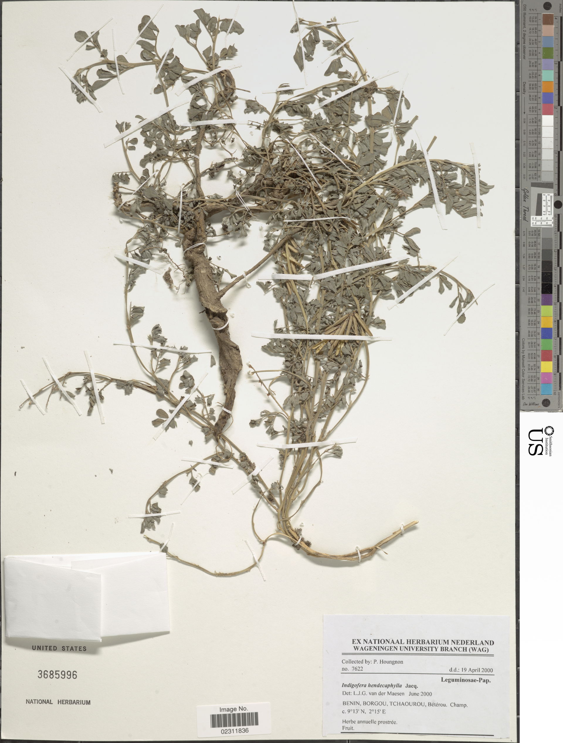 *Indigofera hendecaphylla Jacq.
Object Details
Biogeographical …