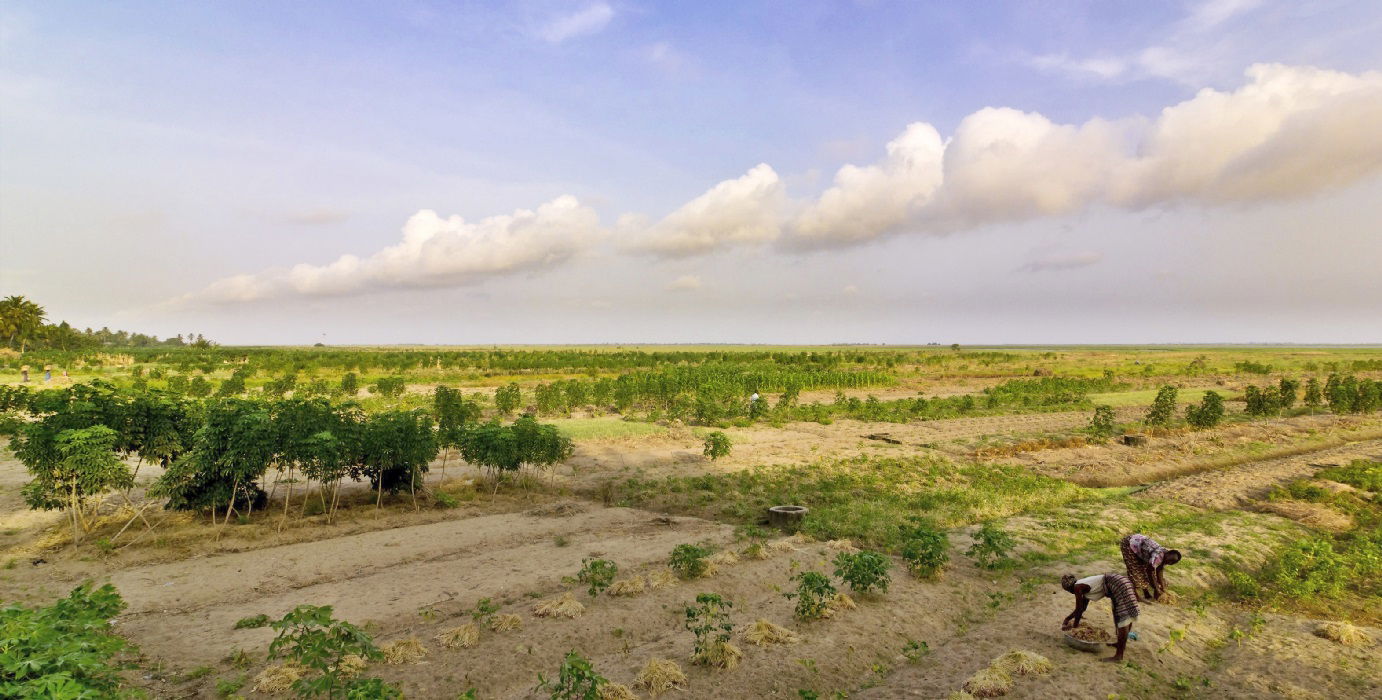 Original caption: "Farms in the Morning"
Location: Anloga area…