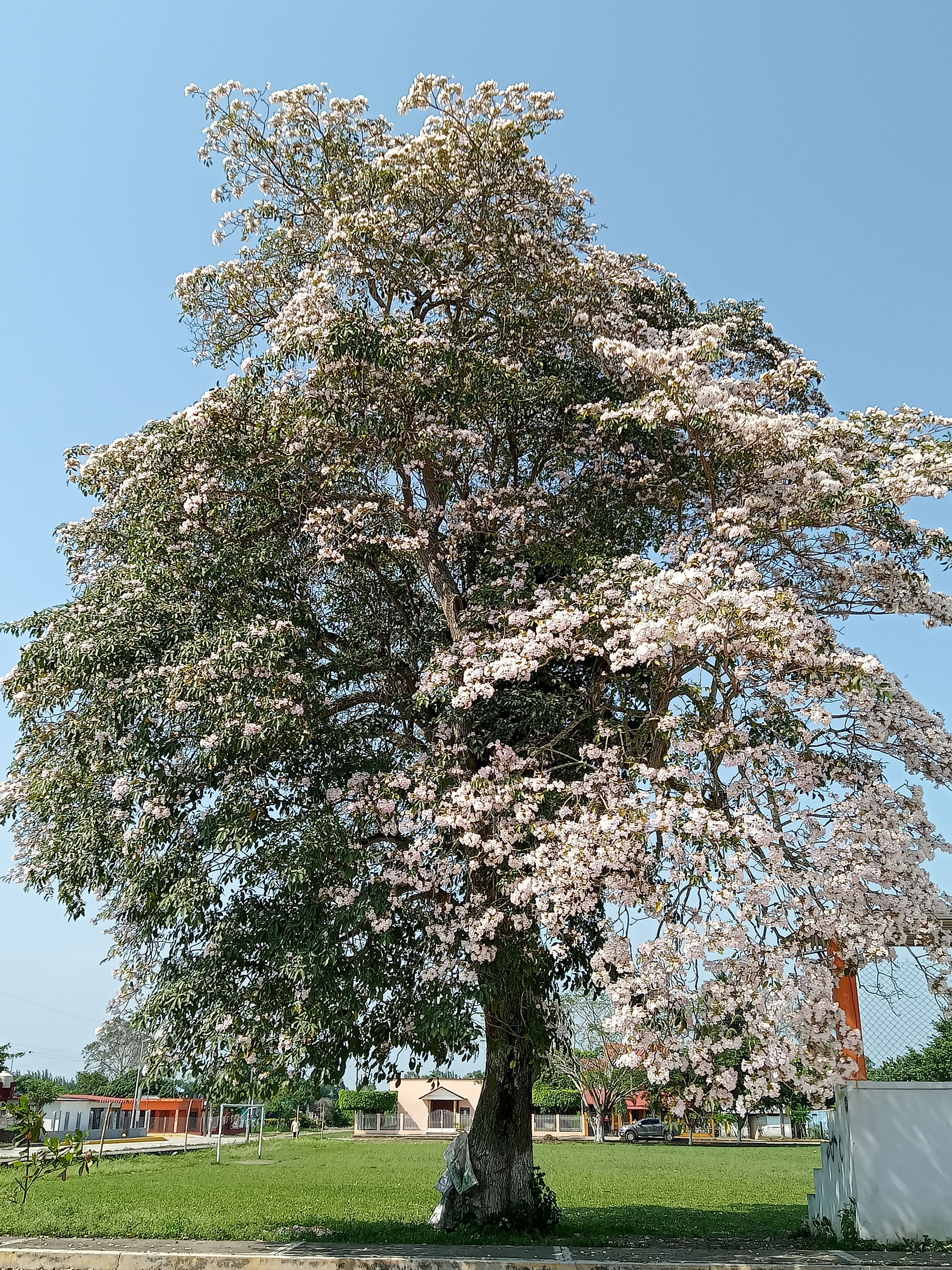 Este maravilloso árbol que se encuentra en Veracruz, florece  r…