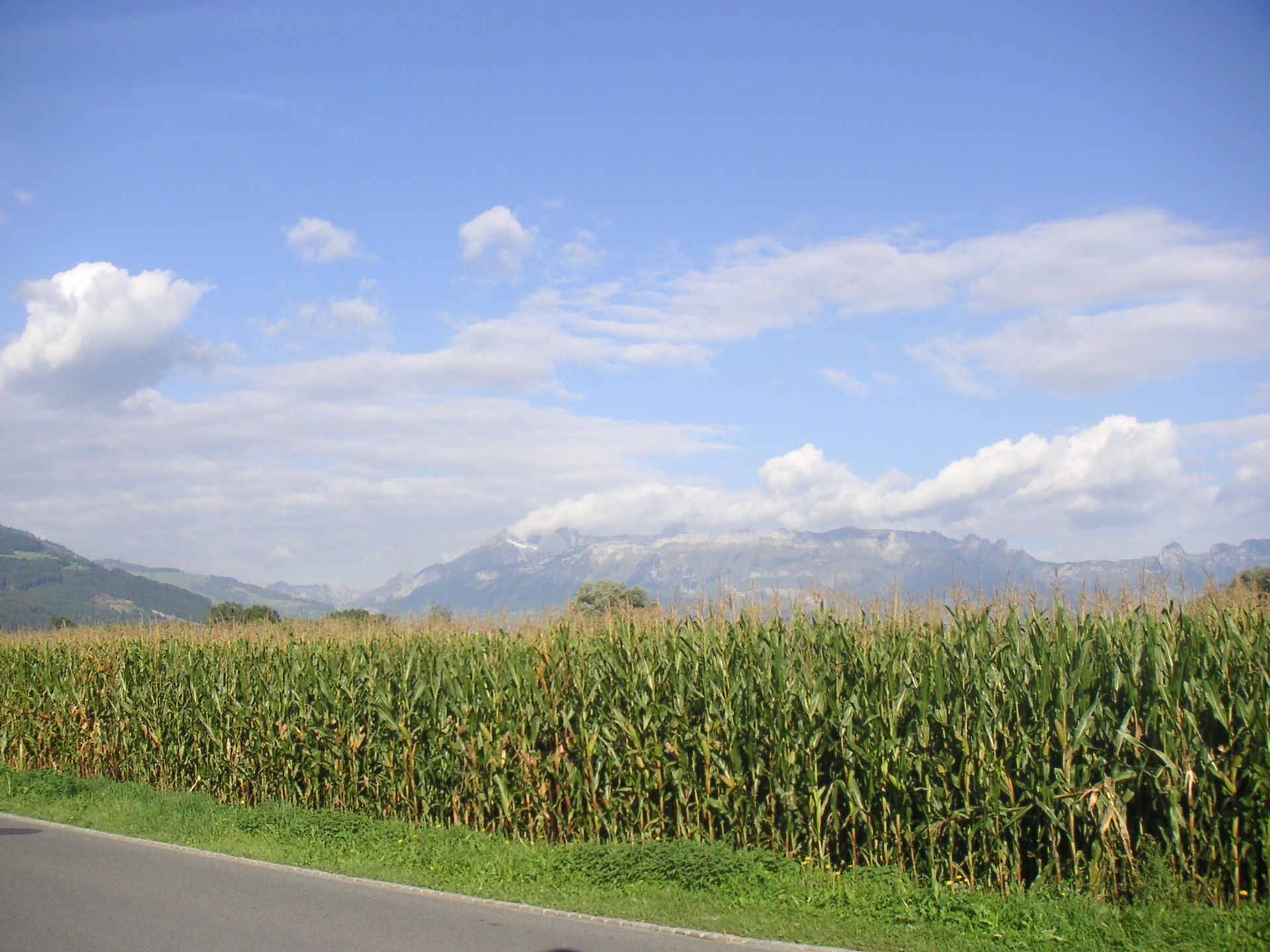 A corn field in Liechtenstein. Keywords: Field, corn, Liechtens…