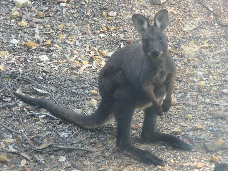 Wallaroo (Macropus robustus)