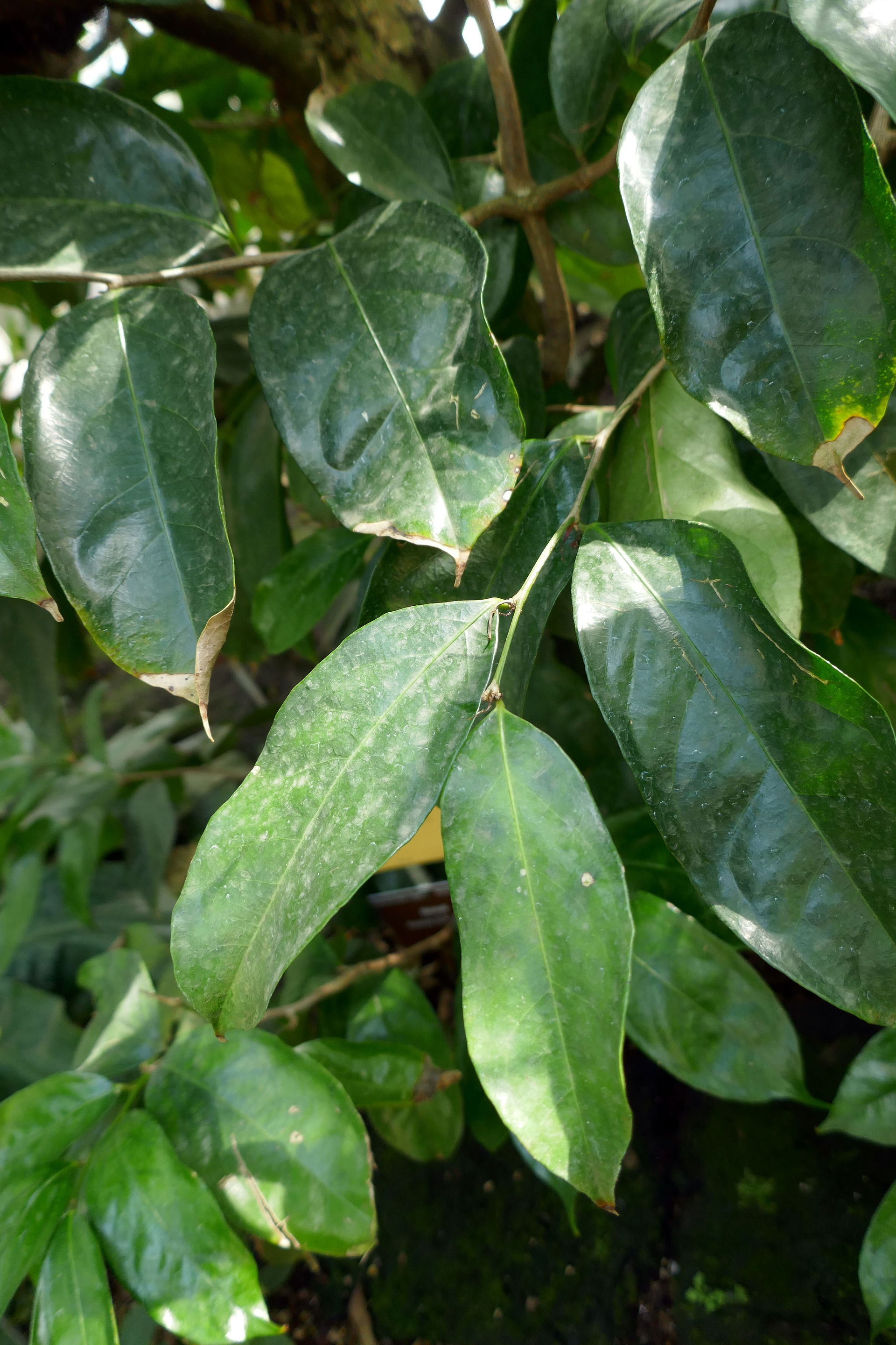 Impatiens paucidentata De Wild.
kirega (D. R. Congo) : mierasam…