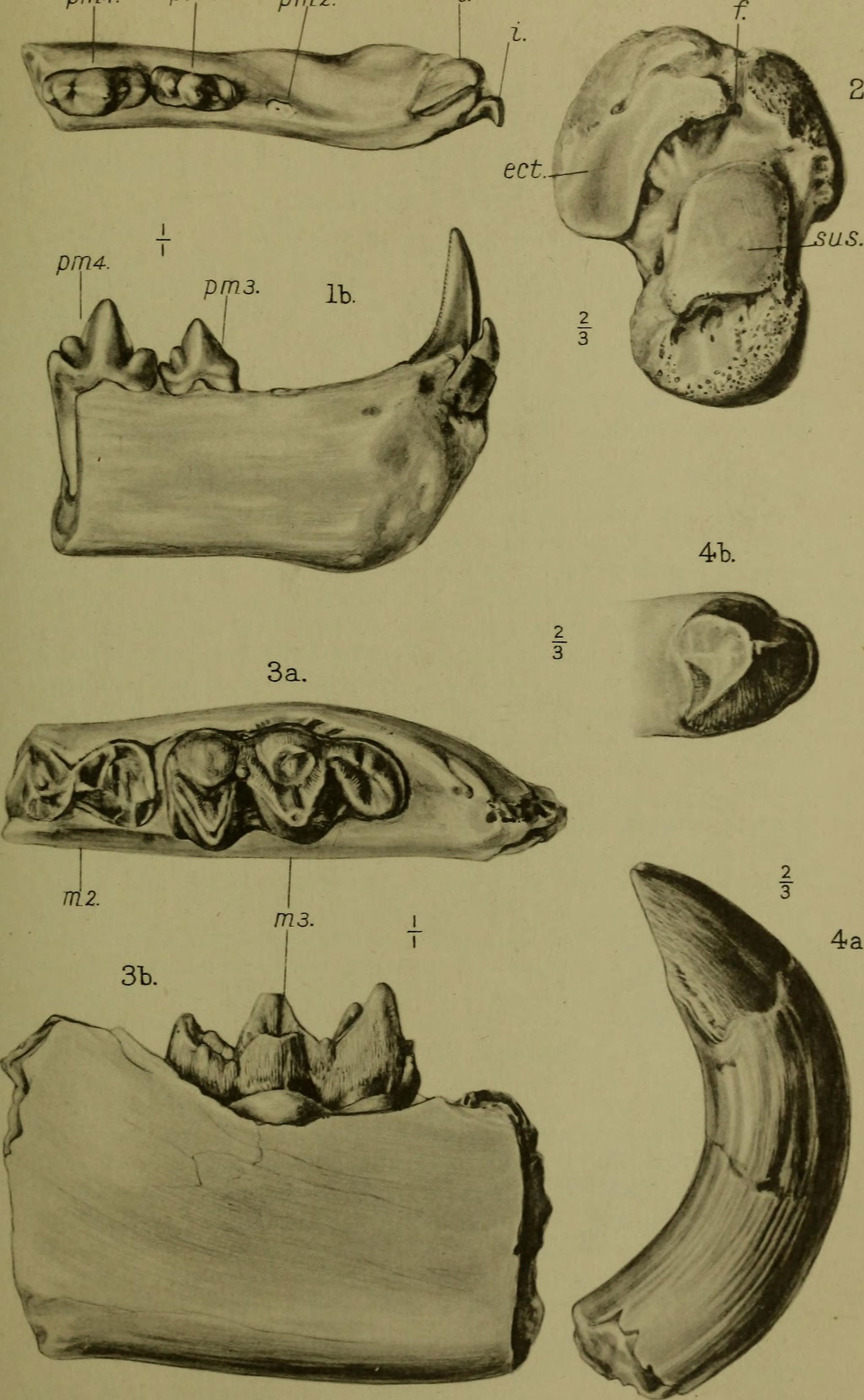 Identifier: quarterlyjourna701914geol (find matches)
Title: The…