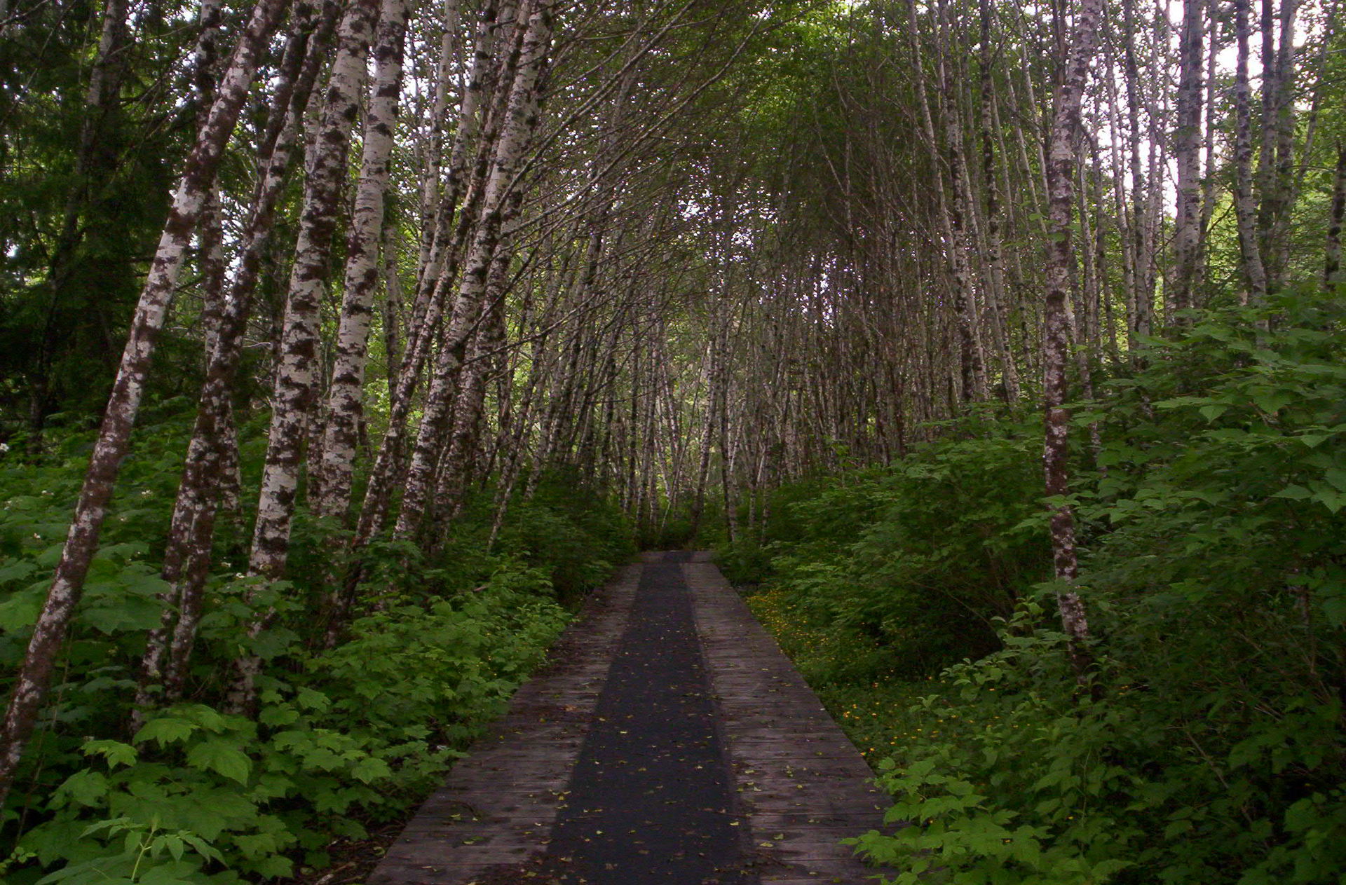 This is the Quatse Loop Nature Trail, as taken by Seewuh in Por…