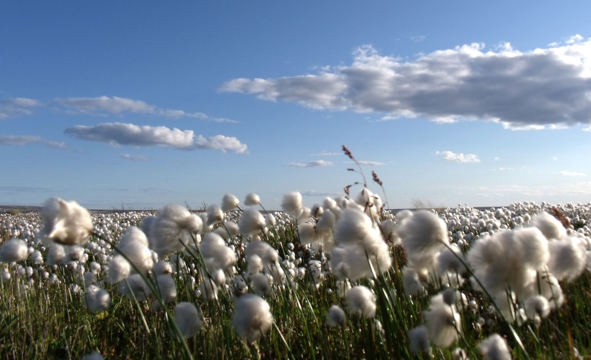 Unlike the snow geese dodging me tonight, arctic cotton stays p…