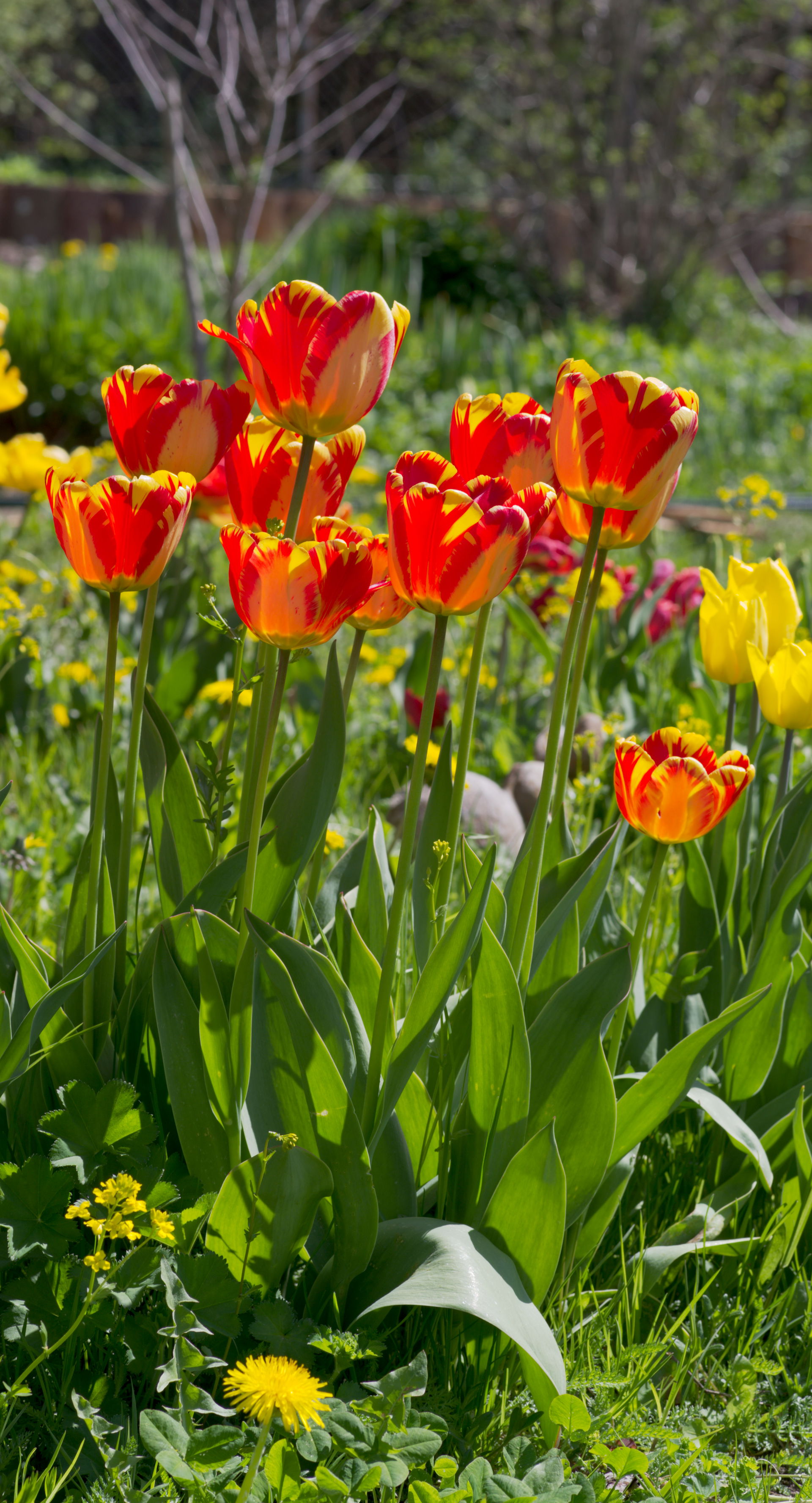 Tulip cultivar 'Banja Luka', Moscow Oblast, Russia, 21 May 2022