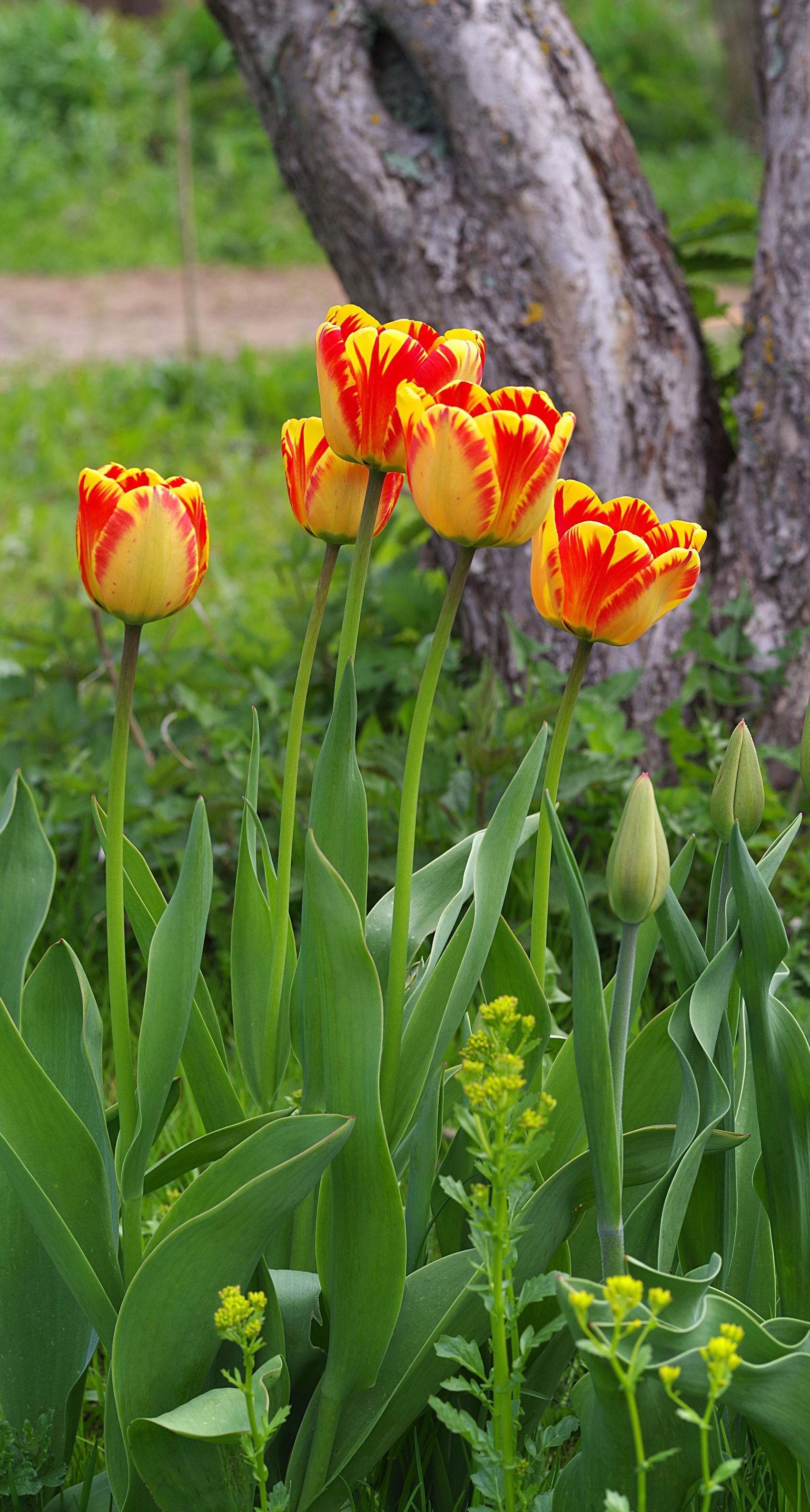 Tulip cultivar 'Banja Luka', Moscow Oblast, Russia