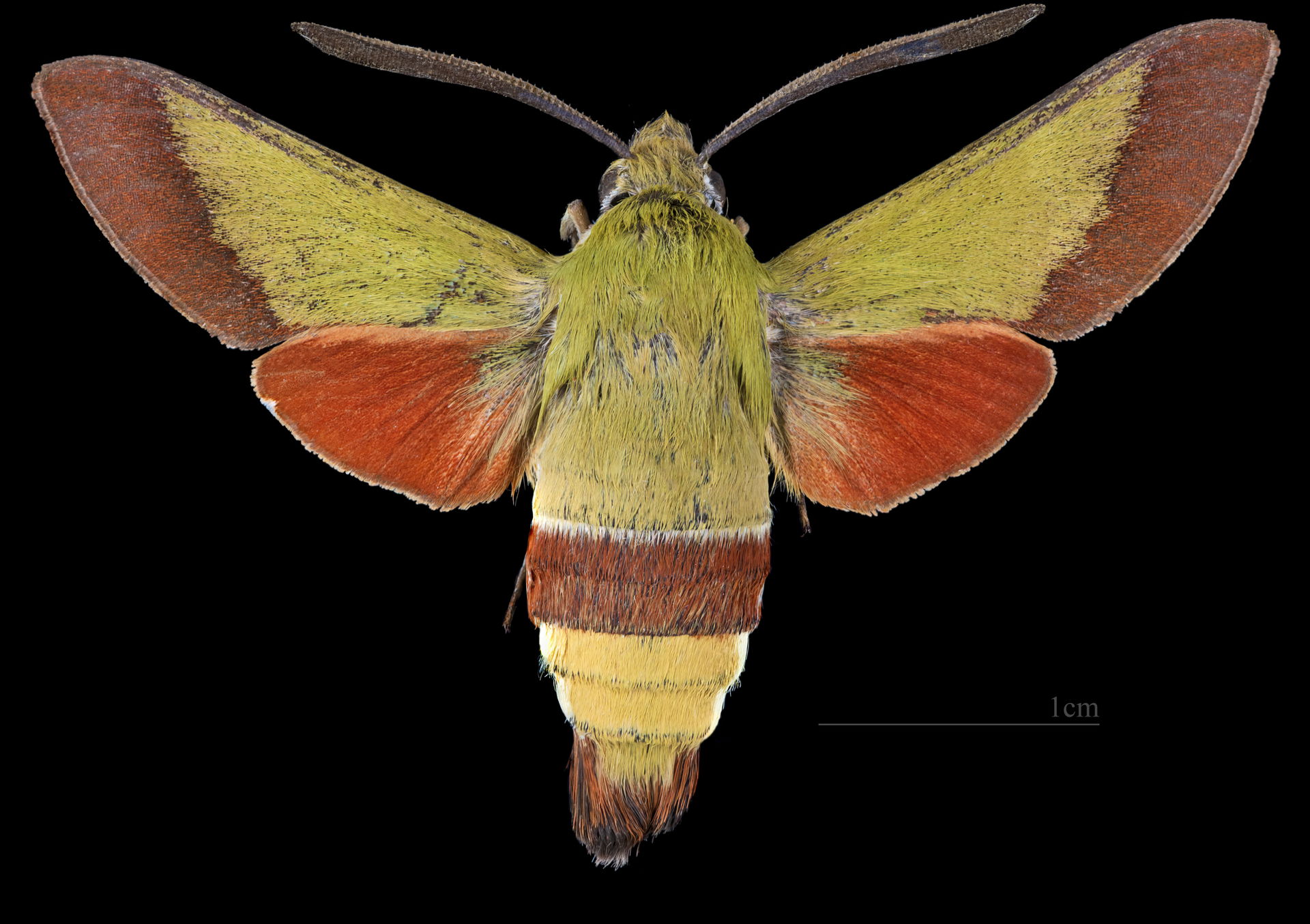 Hemaris croatica (narrow-bordered bee hawk-moth) -Dorsal side
C…