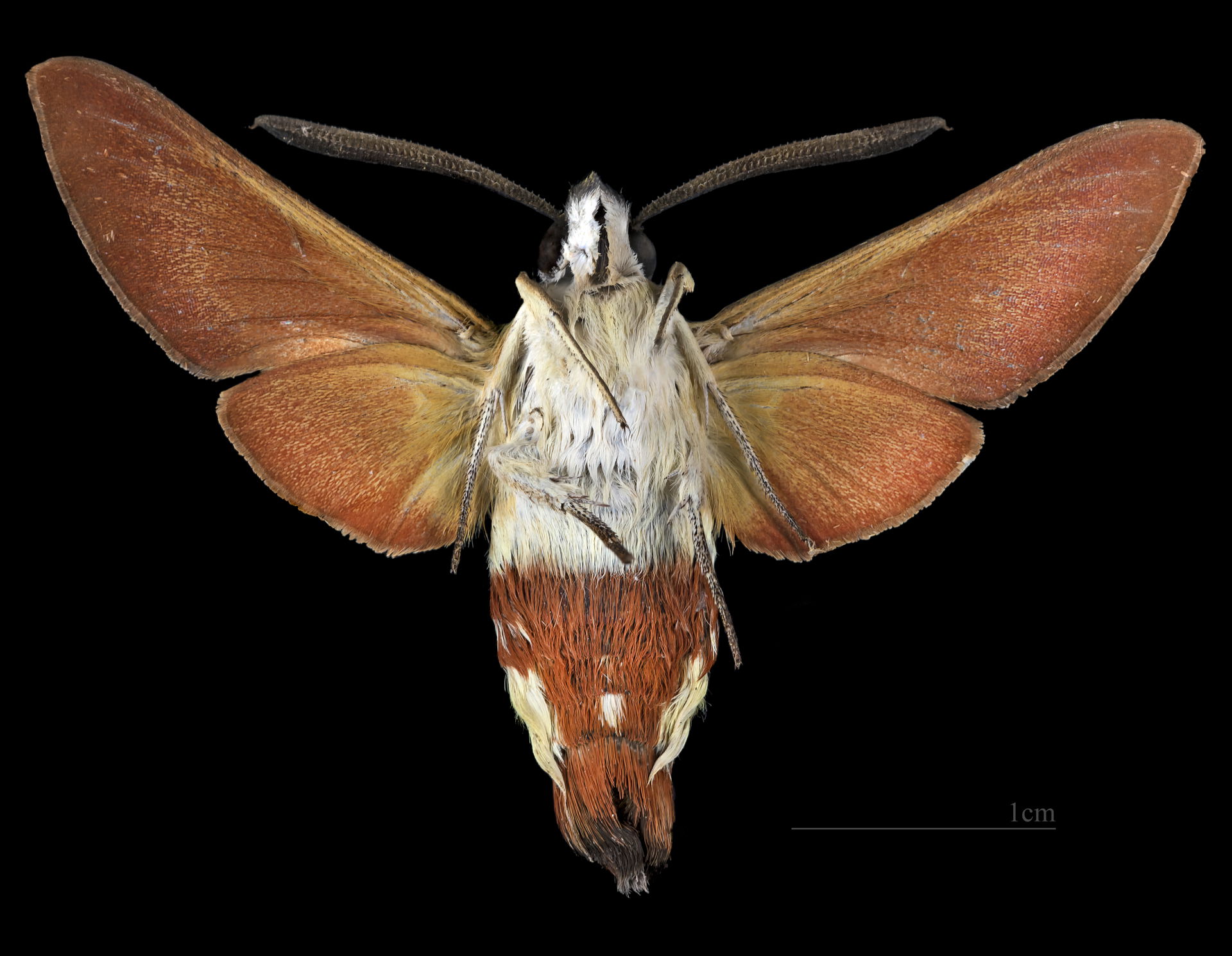 Hemaris croatica (narrow-bordered bee hawk-moth) - Ventral side…