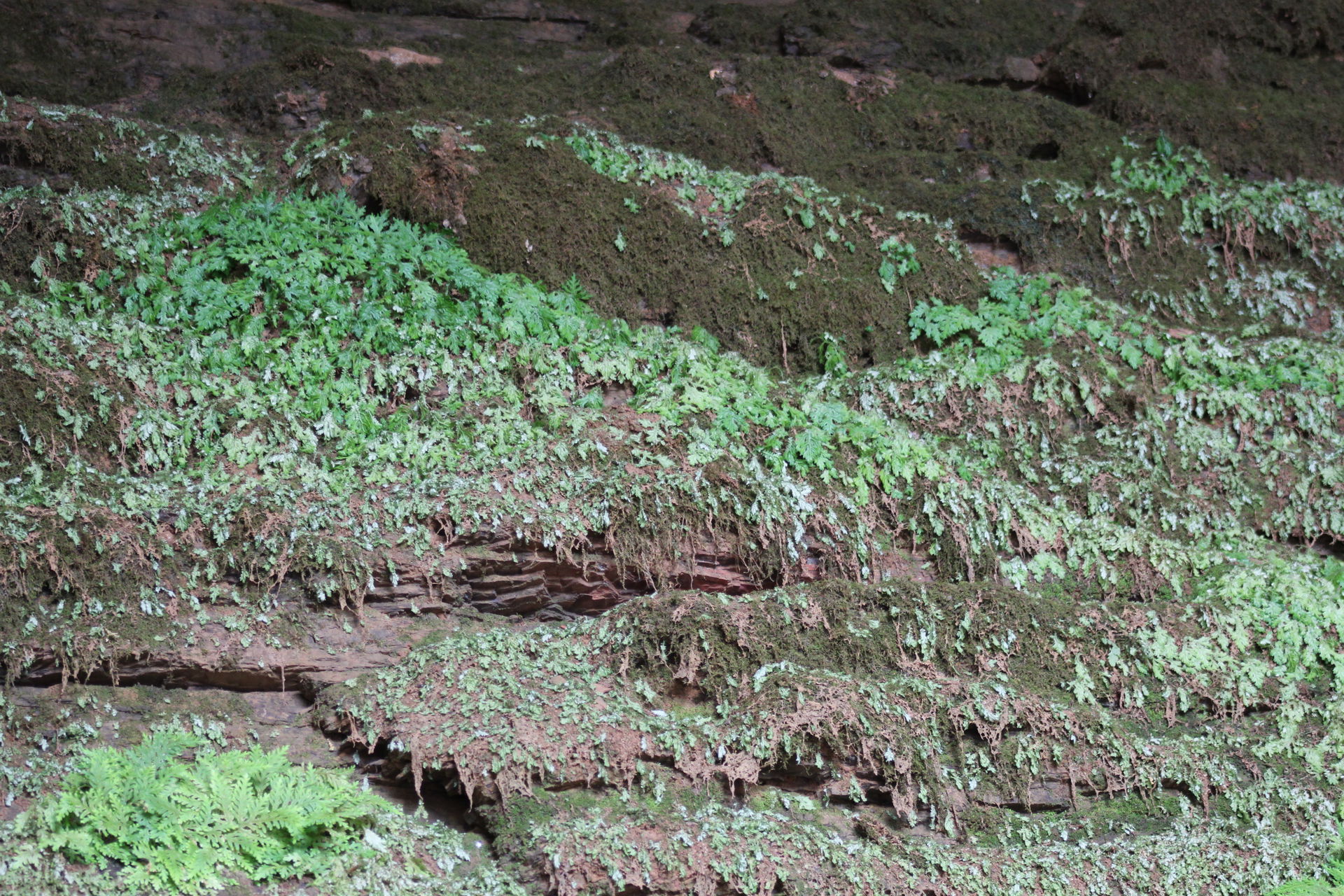 Plants growing at the Trudu falls rocks