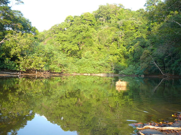 Jaqué