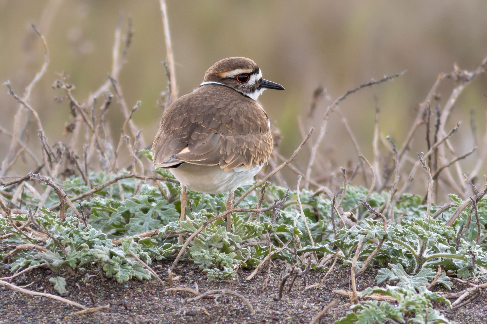Killdeer (Charadrius vociferus) on the shore of Rodeo Lagoon, M…