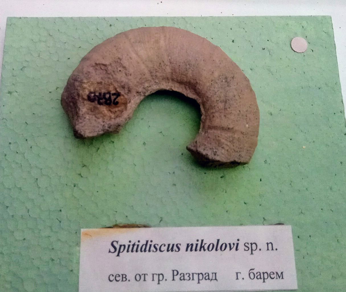 Spitidiscus nikolovi sp.n. Upper Barremian, North of Razgrad at…