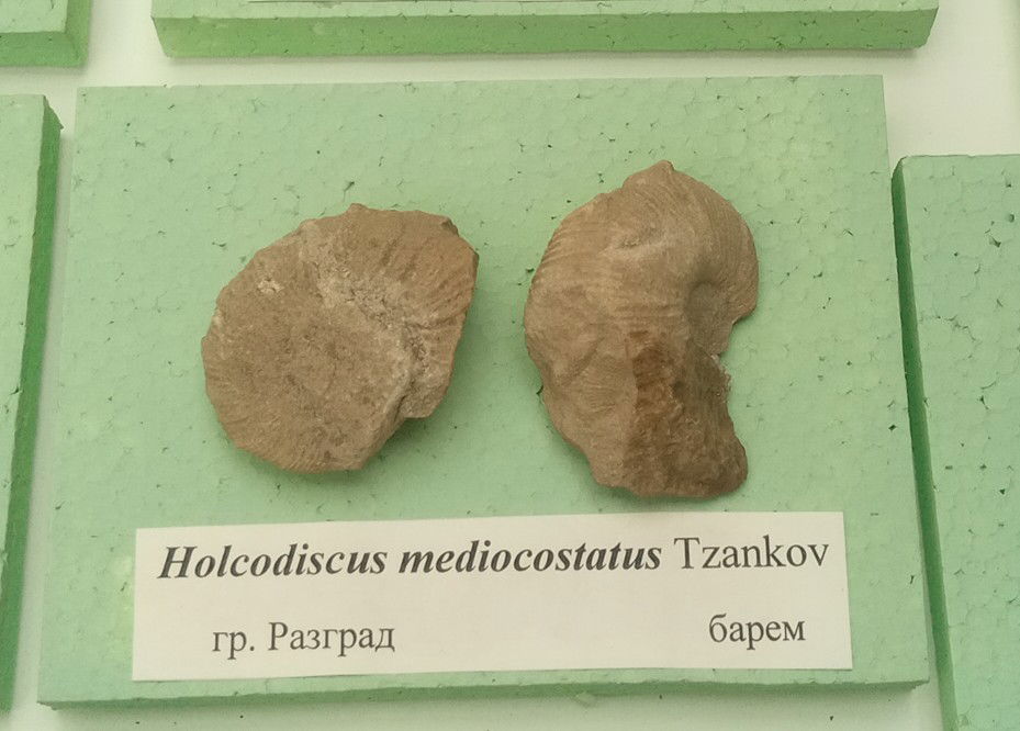 Holcodiscus mediocostatus Tzankov, Barremian, Razgrad Province …