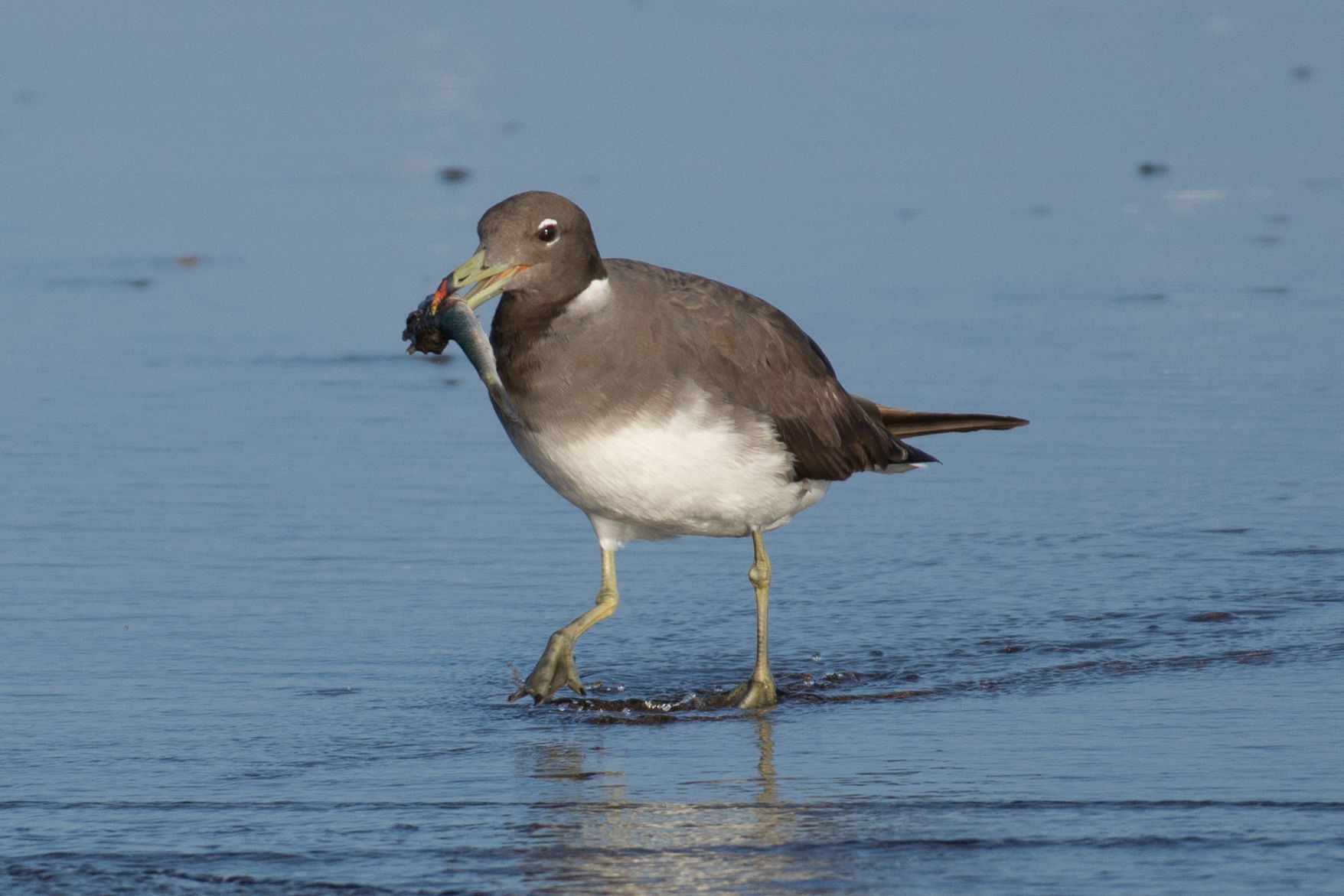 Sooty Gull Ichthyaetus hemprichii, Qurayyat, Oman.