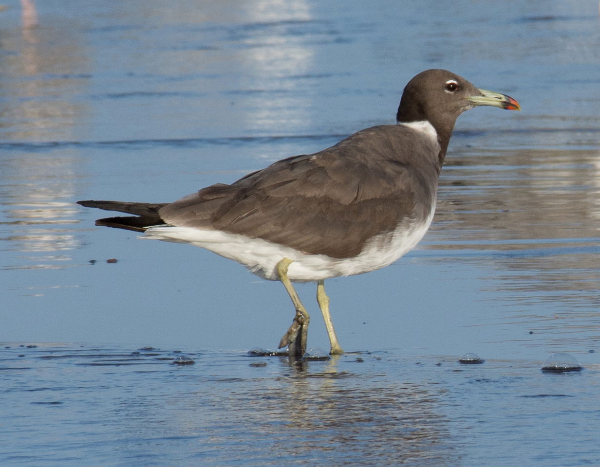 Sooty Gull Ichthyaetus hemprichii, Qurayyat, Oman.