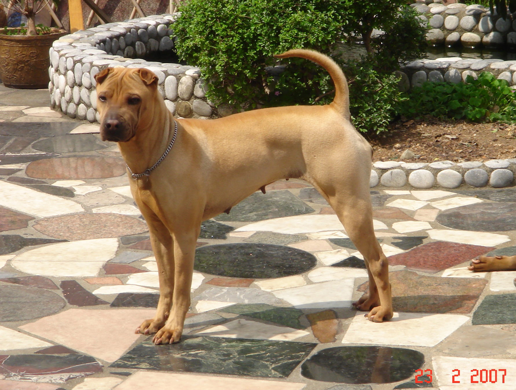 This is a typical photo of a bone mouth traditional Shar-Pei.
…