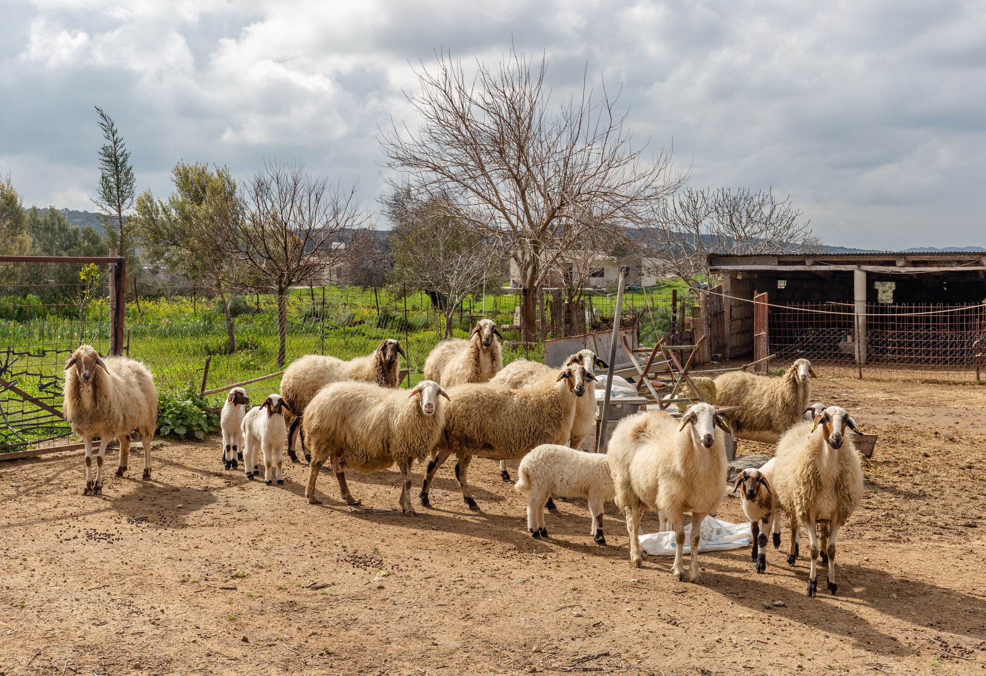 Sheep in Dipkarpaz, Northern Cyprus